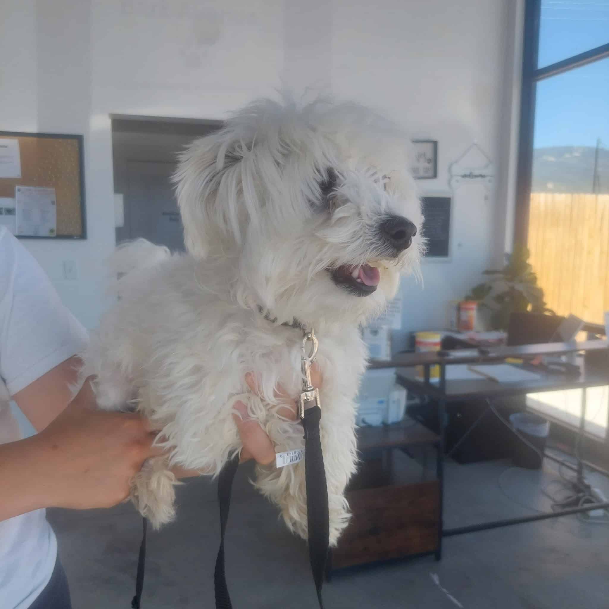 Bark Avenue Dog Grooming and Boarding - Ephraim, UT