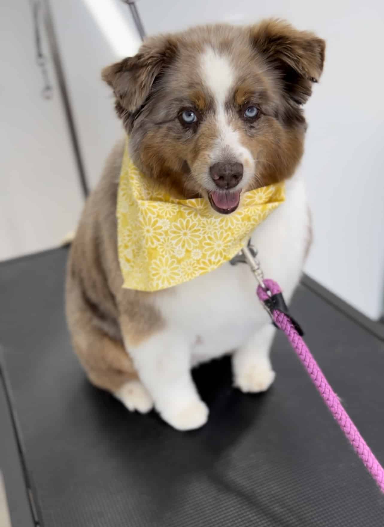 Bark Avenue Dog Grooming and Boarding - Ephraim, UT