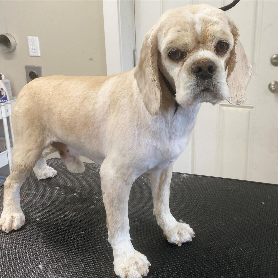 Bark Avenue Dog Grooming and Boarding - Ephraim, UT