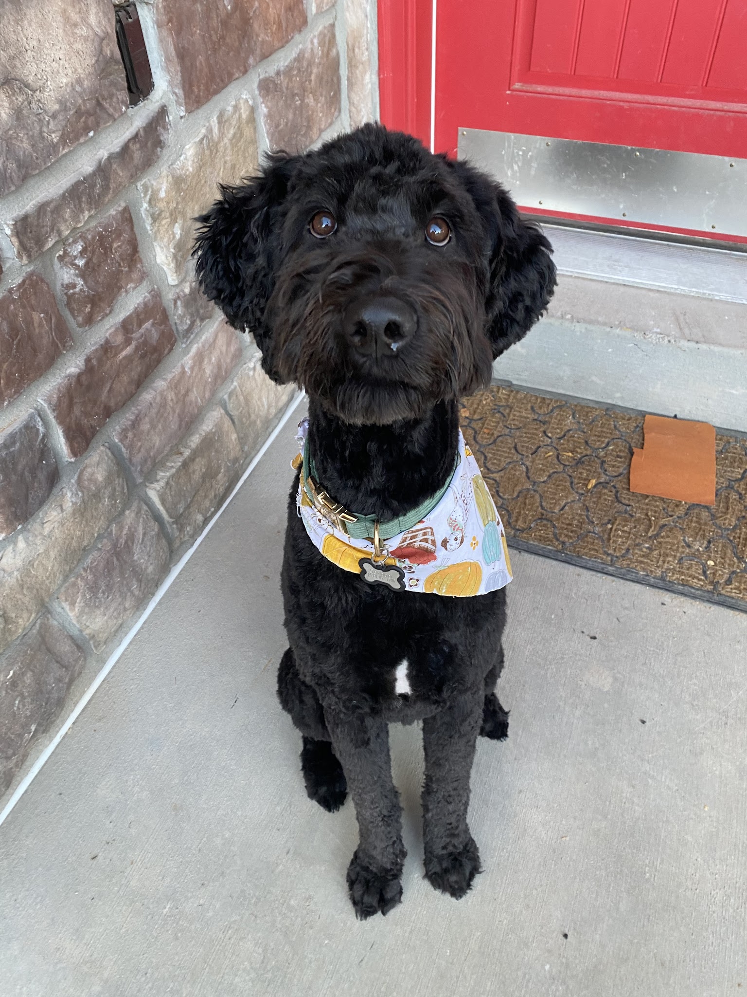 Bark Avenue Dog Grooming and Boarding - Ephraim, UT