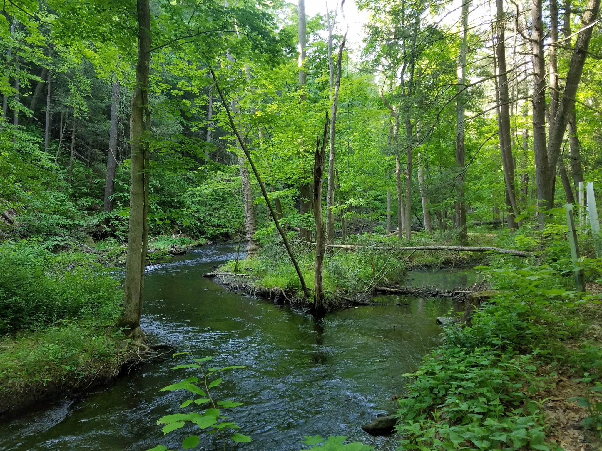 Black Creek Preserve - Esopus, NY