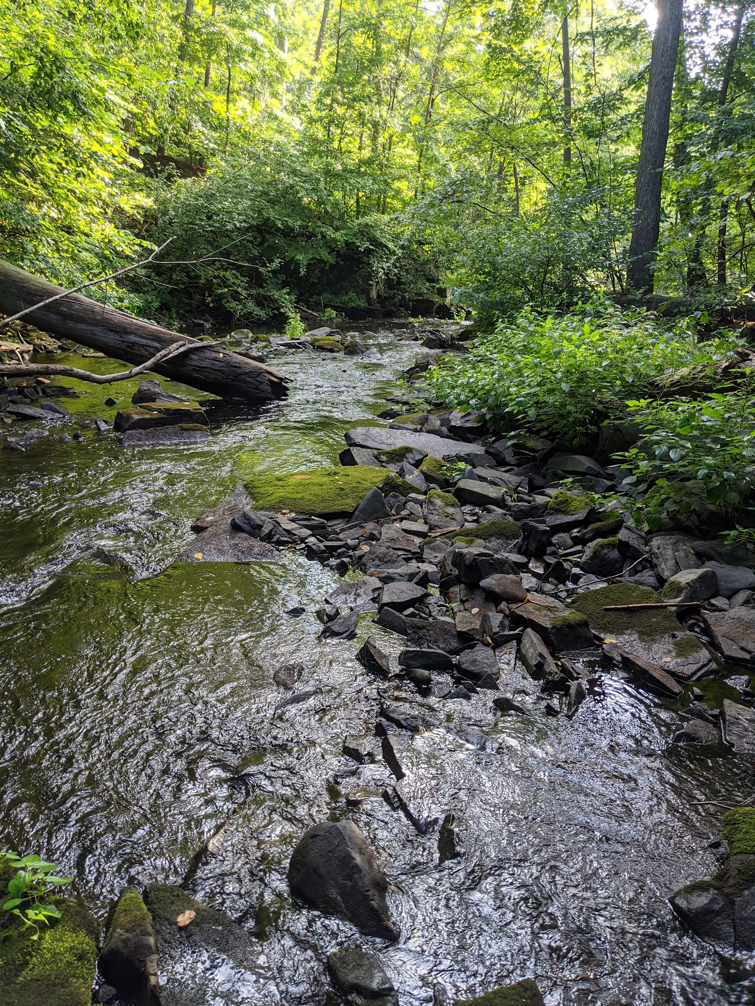 John Burroughs / Black Creek - Esopus, NY