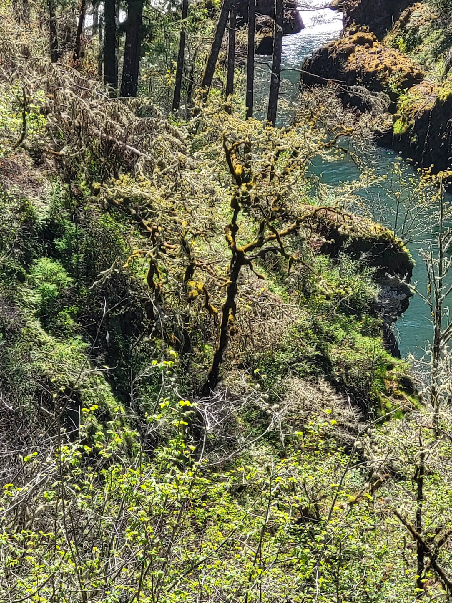 Old Clackamas Highway Trail - Estacada, OR