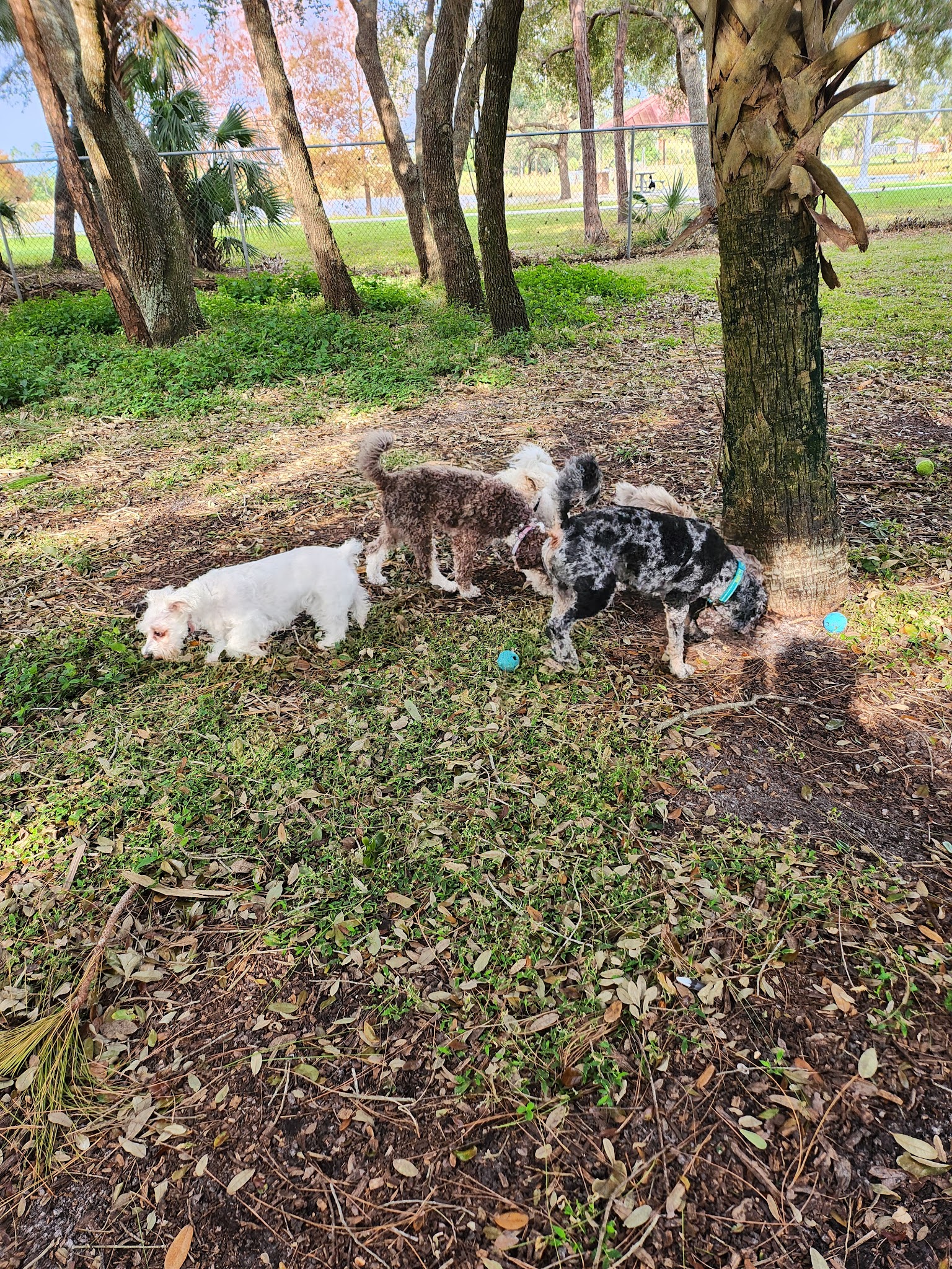 Freedom Paws - Estero, FL