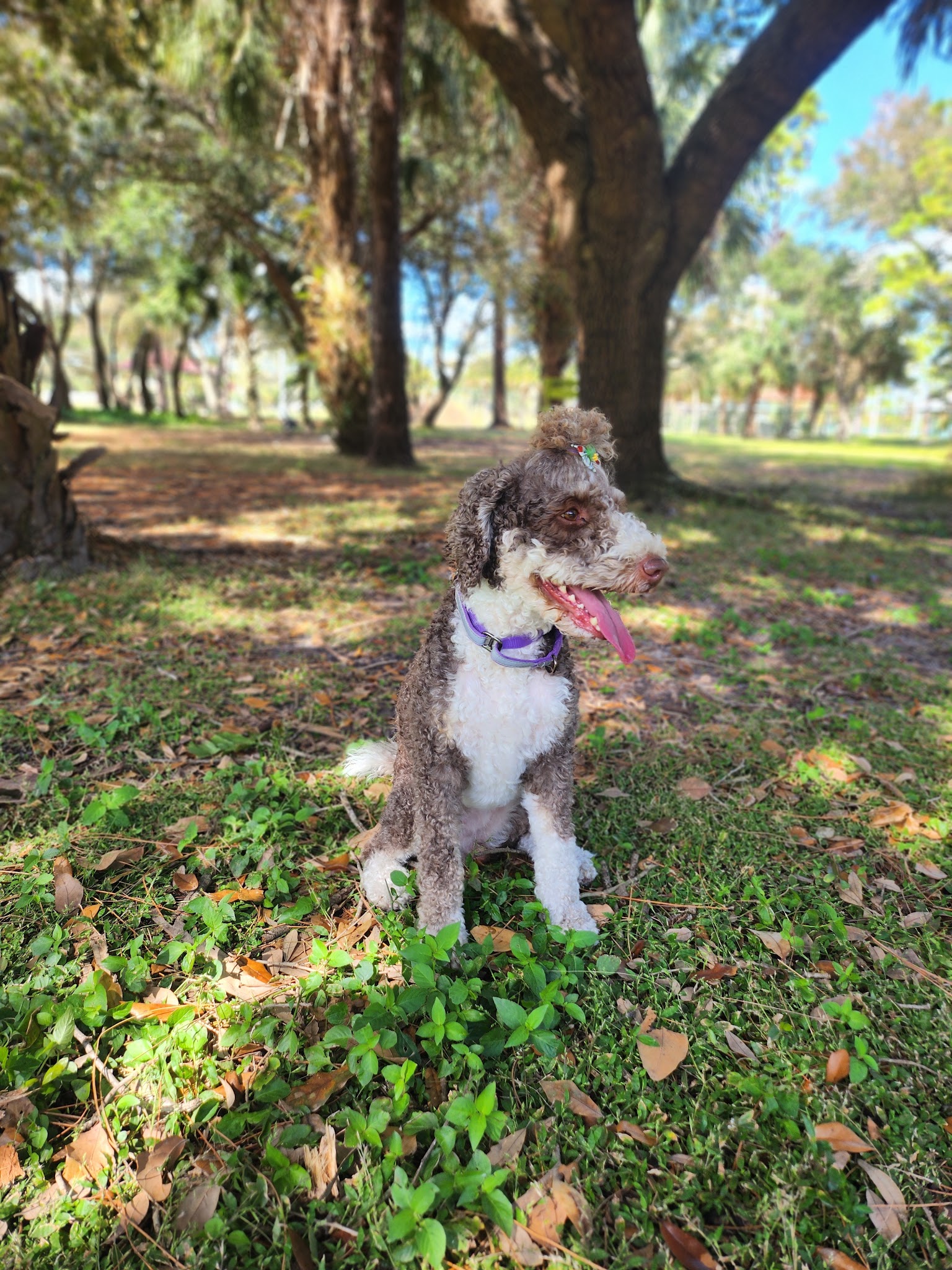 Freedom Paws - Estero, FL