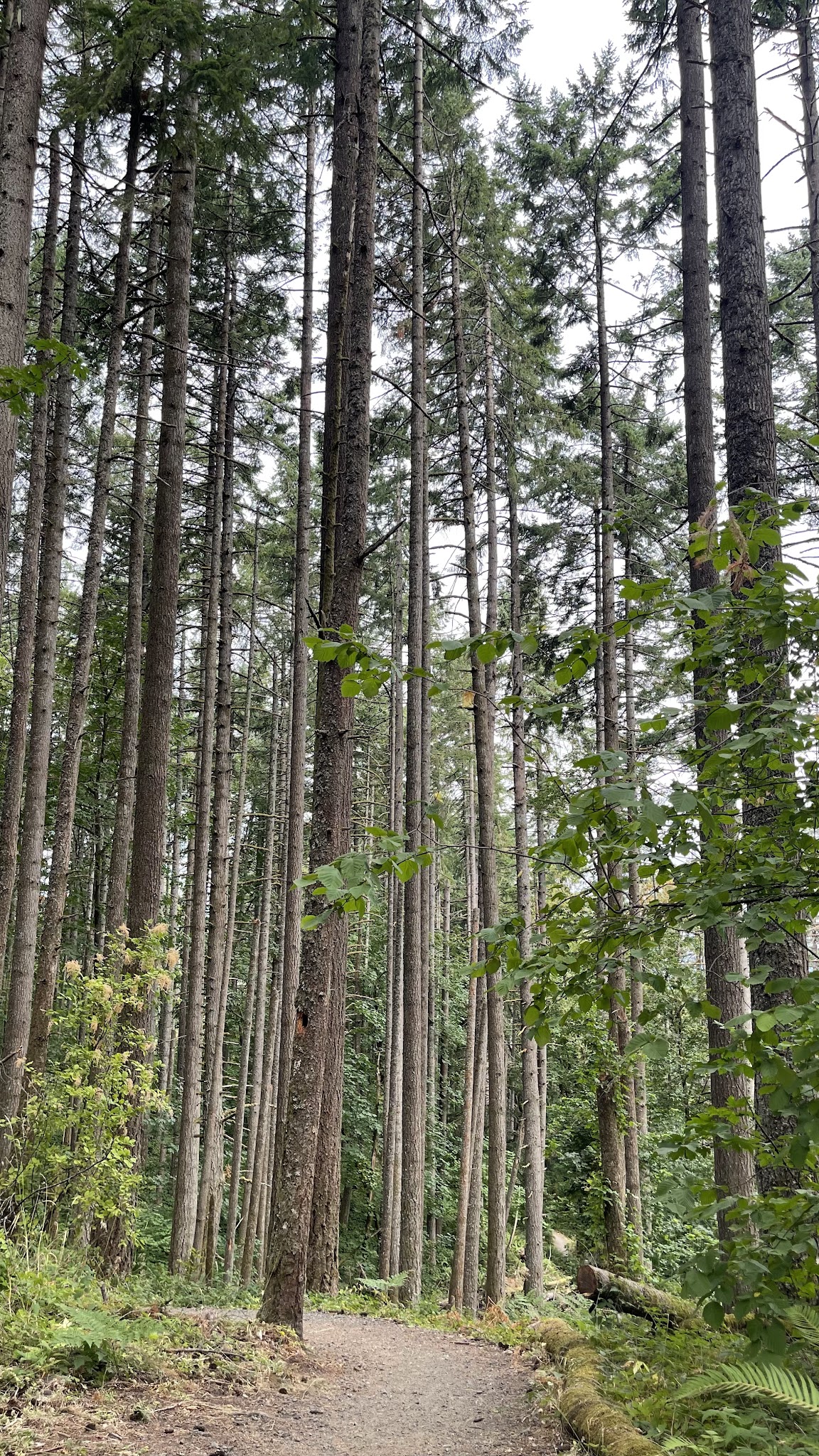 Dillard West Trailhead - Eugene, OR