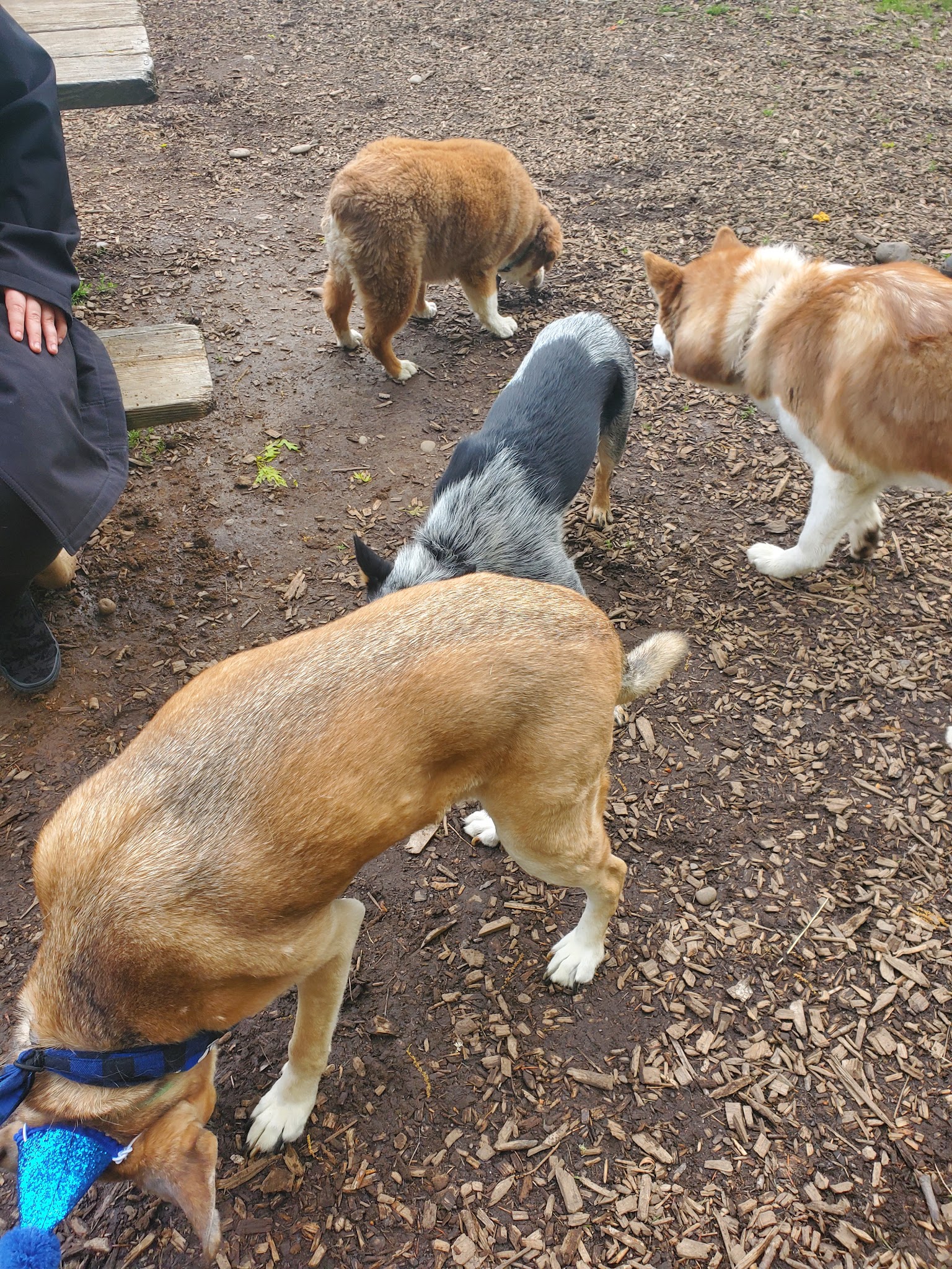 Armitage Dog Park - Eugene, OR