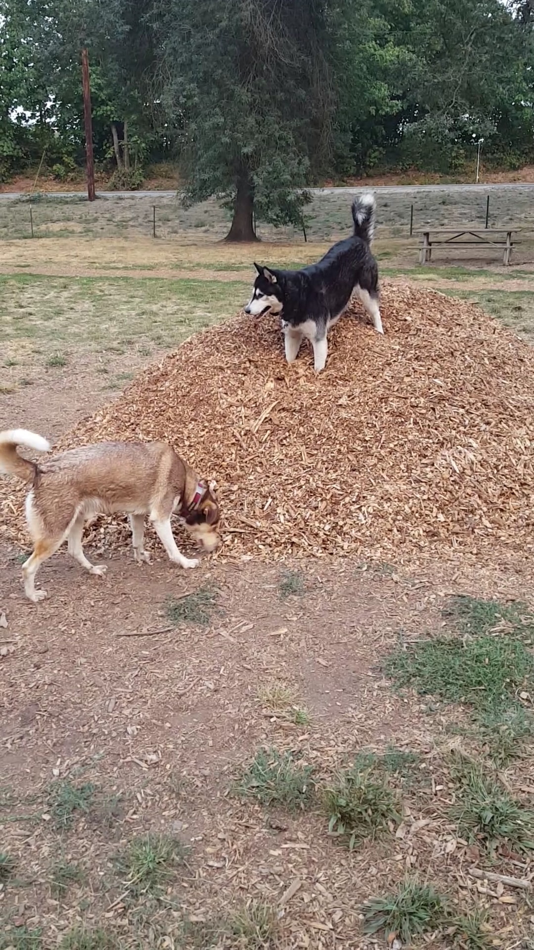 Armitage Dog Park - Eugene, OR