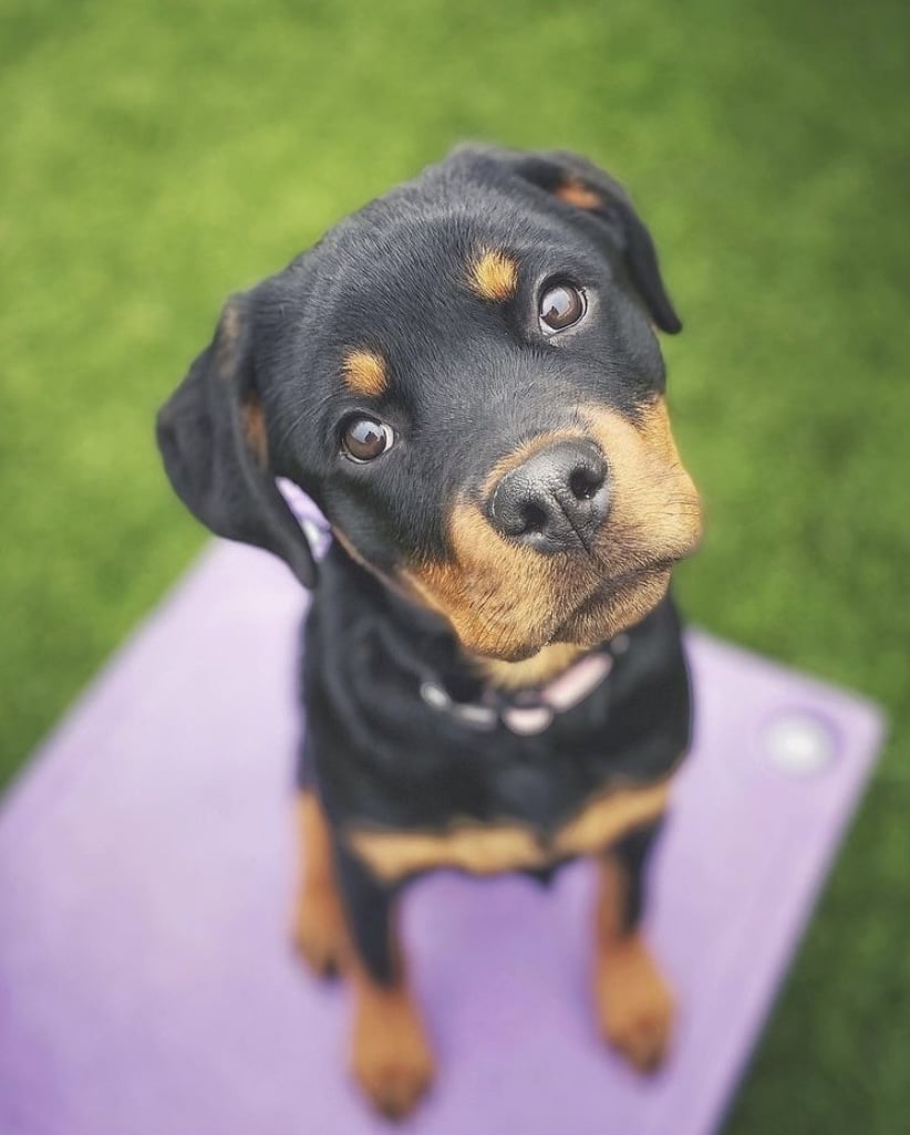 Central Bark Eugene - Eugene, OR