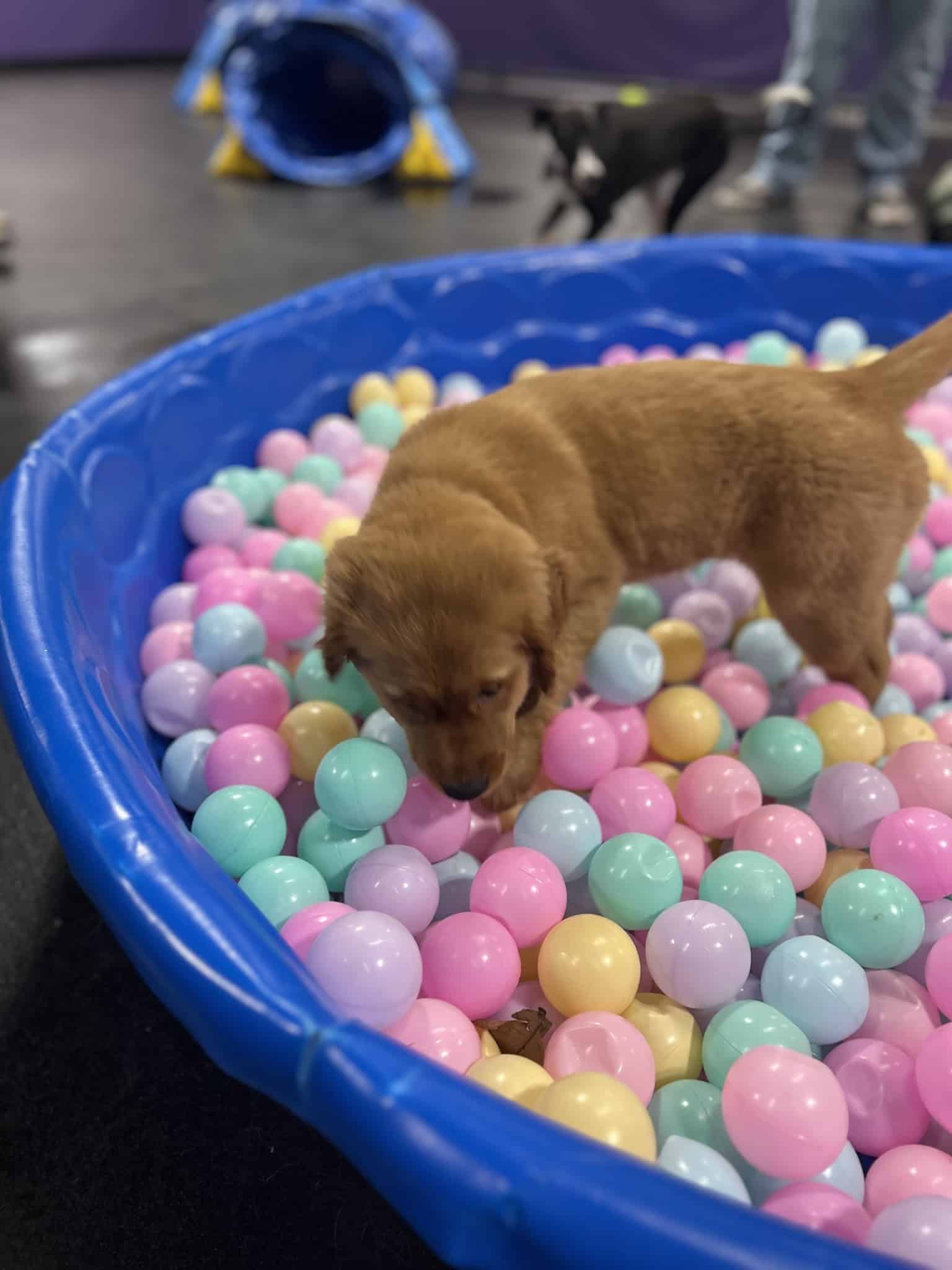 Central Bark Eugene - Eugene, OR