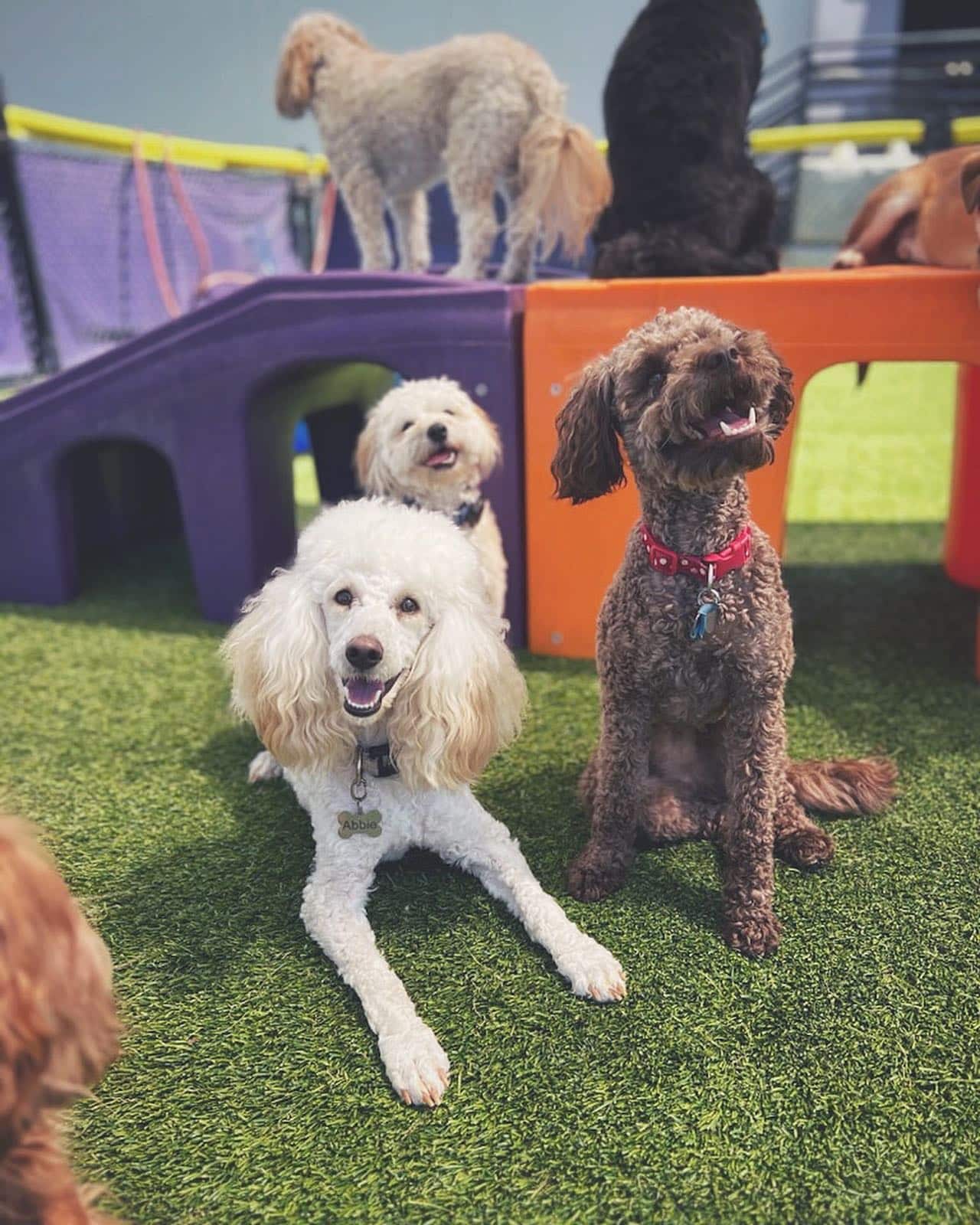 Central Bark Eugene - Eugene, OR