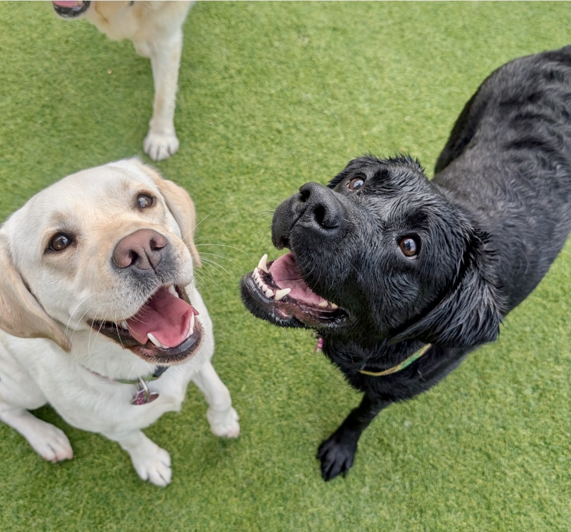 Central Bark Eugene - Eugene, OR