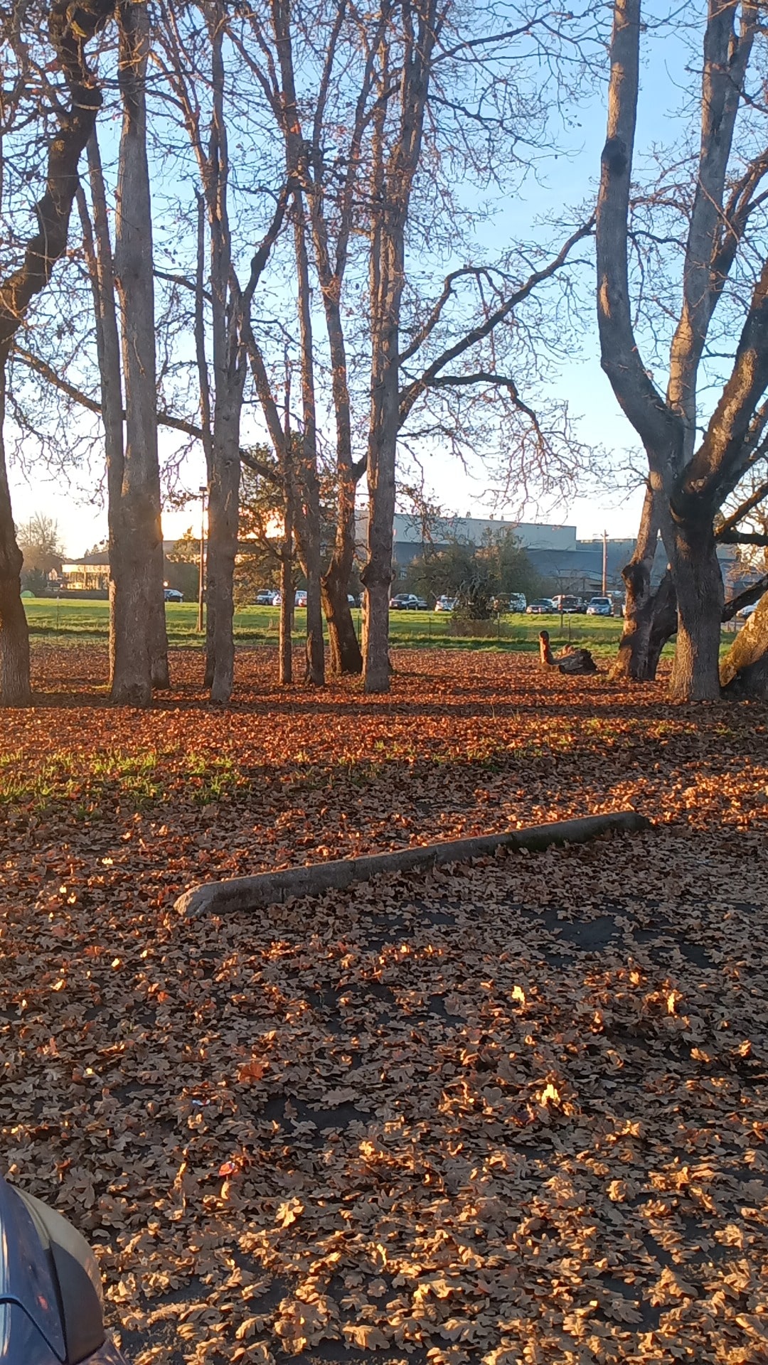 Off leash dog area Jefferson City park - Eugene, OR
