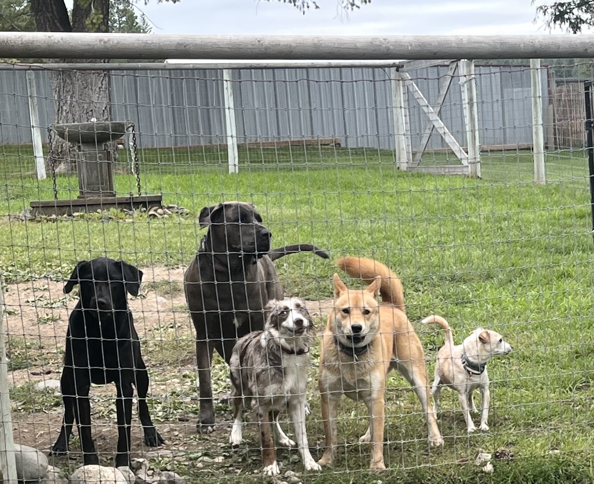 A Diamond in the RUFF - Eureka, MT
