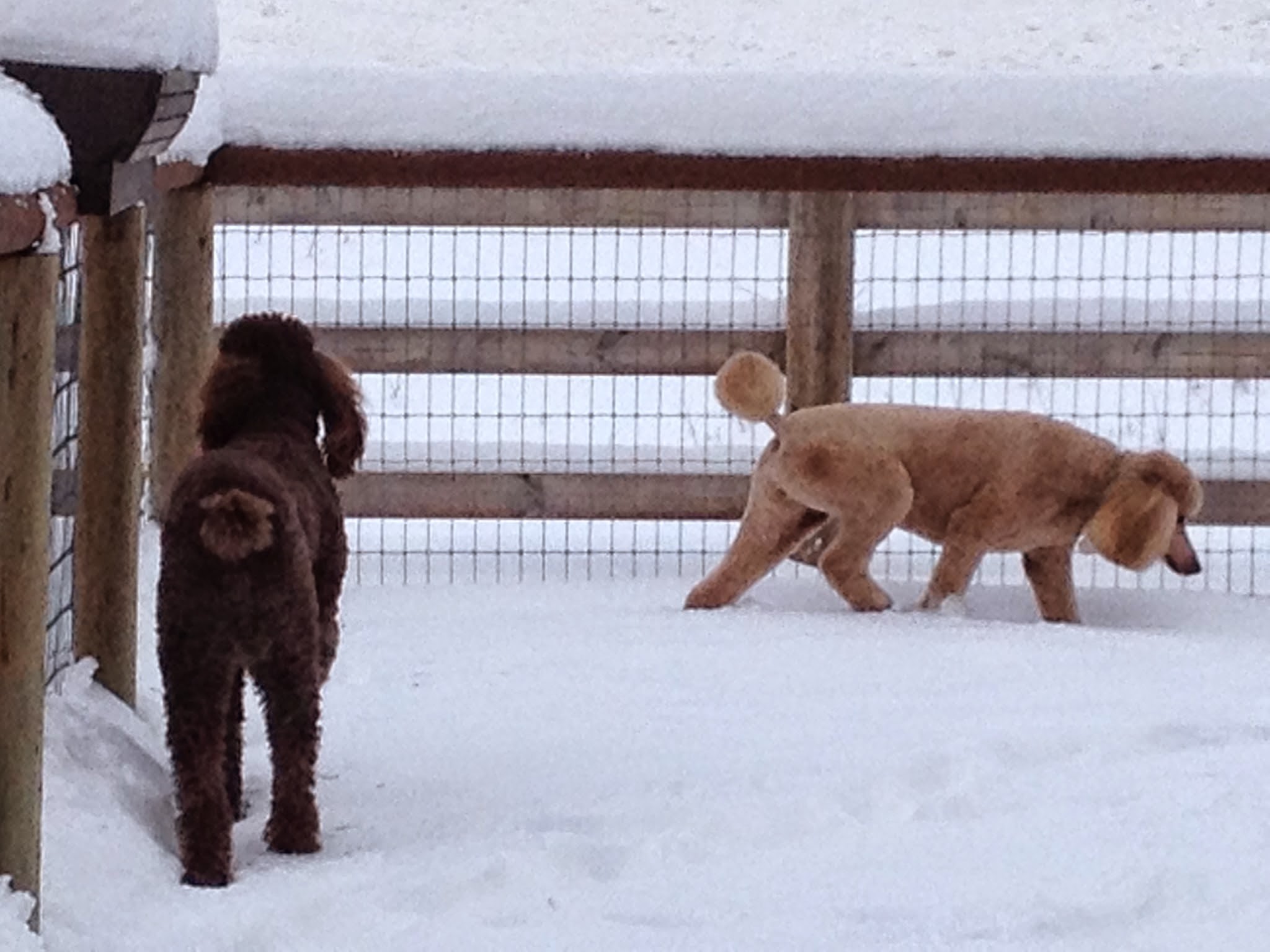 A Diamond in the RUFF - Eureka, MT