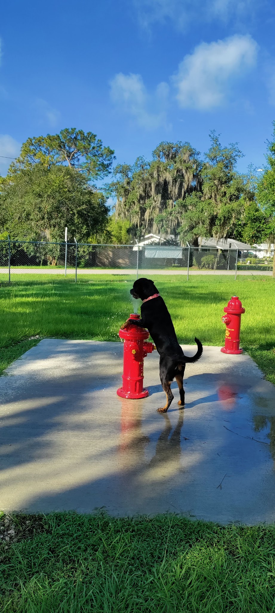 Carla Gnann-Thompson Memorial Dog Park - Eustis, FL