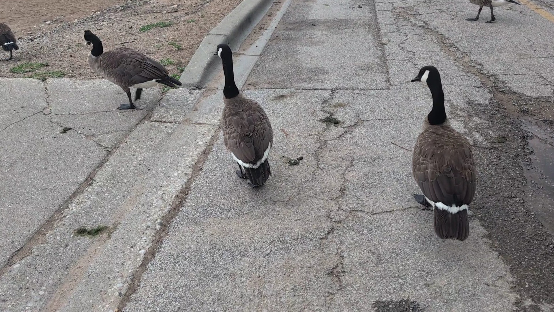 Dog Beach - Evanston, IL