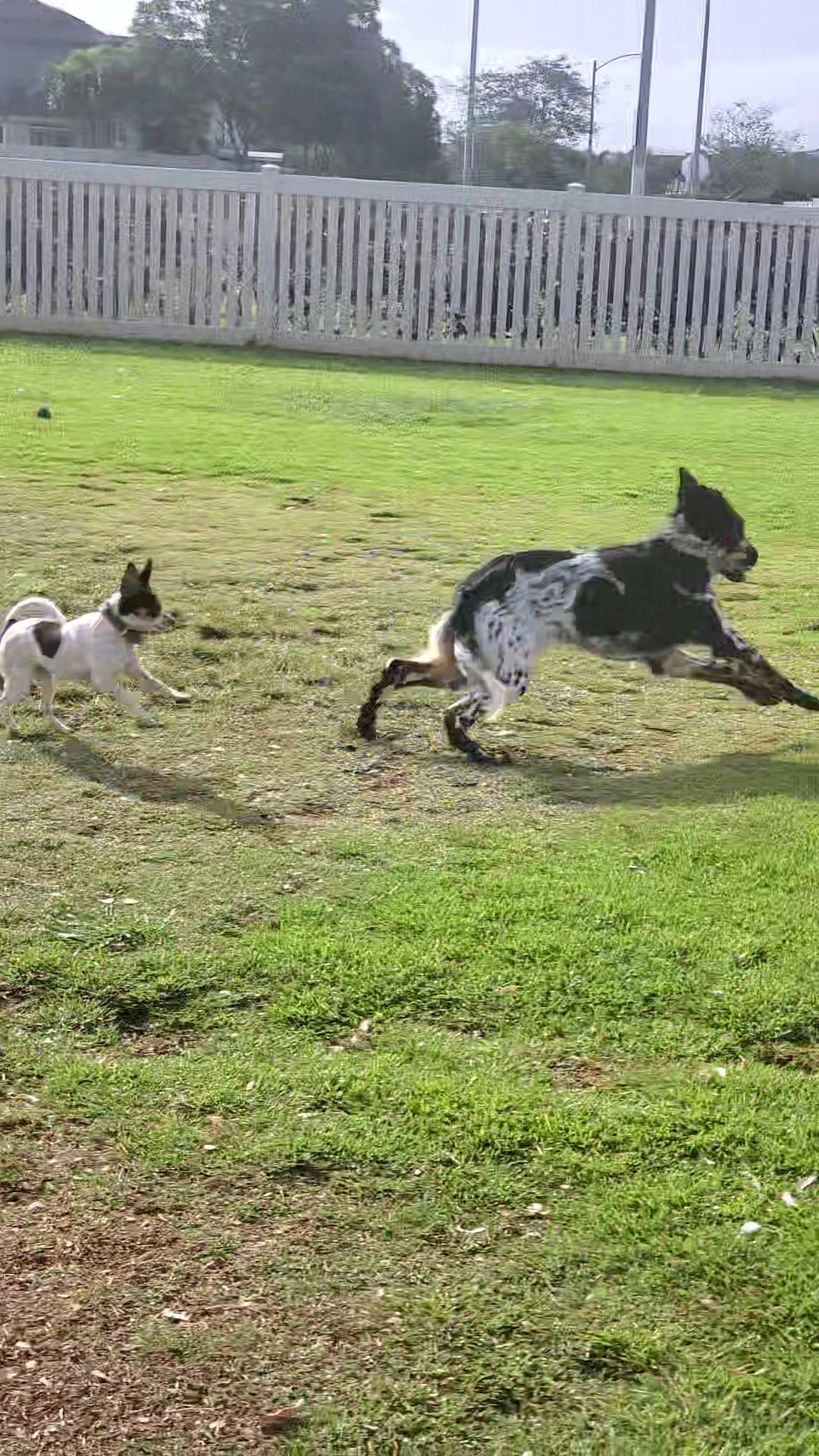 Hoalauna Dog Park - Ewa Beach, HI