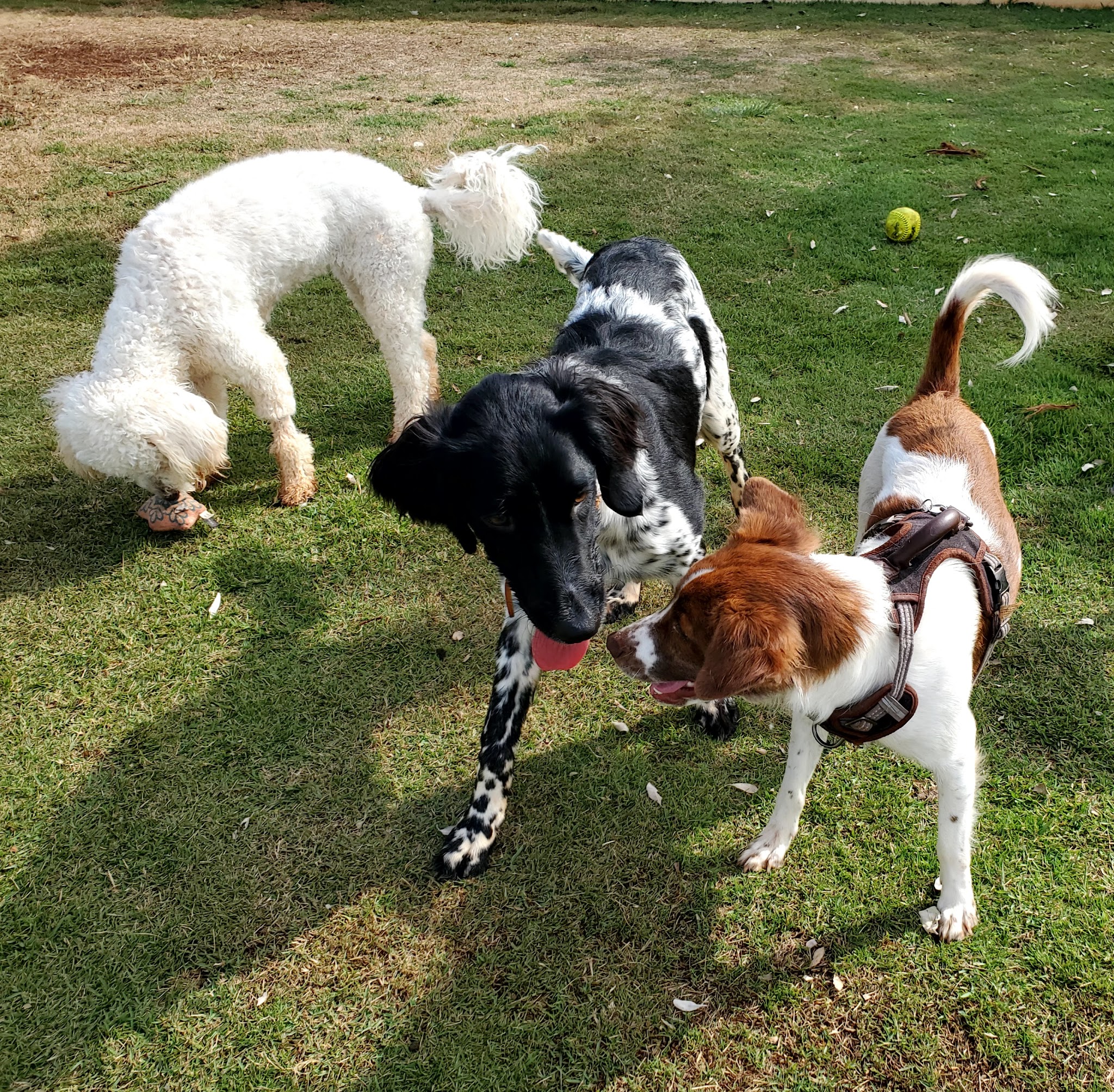Hoalauna Dog Park - Ewa Beach, HI