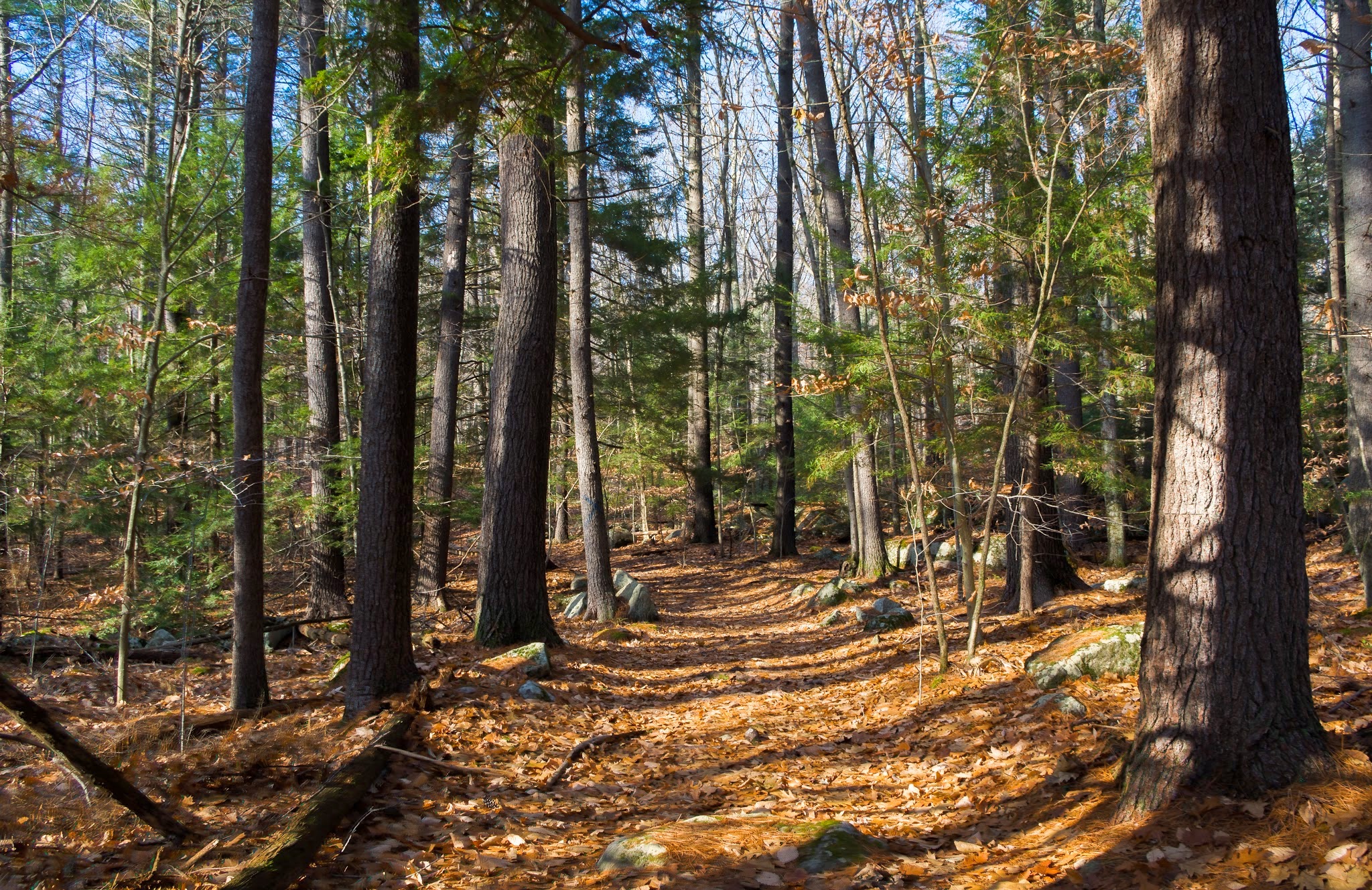 Henderson-Swasey Town Forest - Exeter, NH