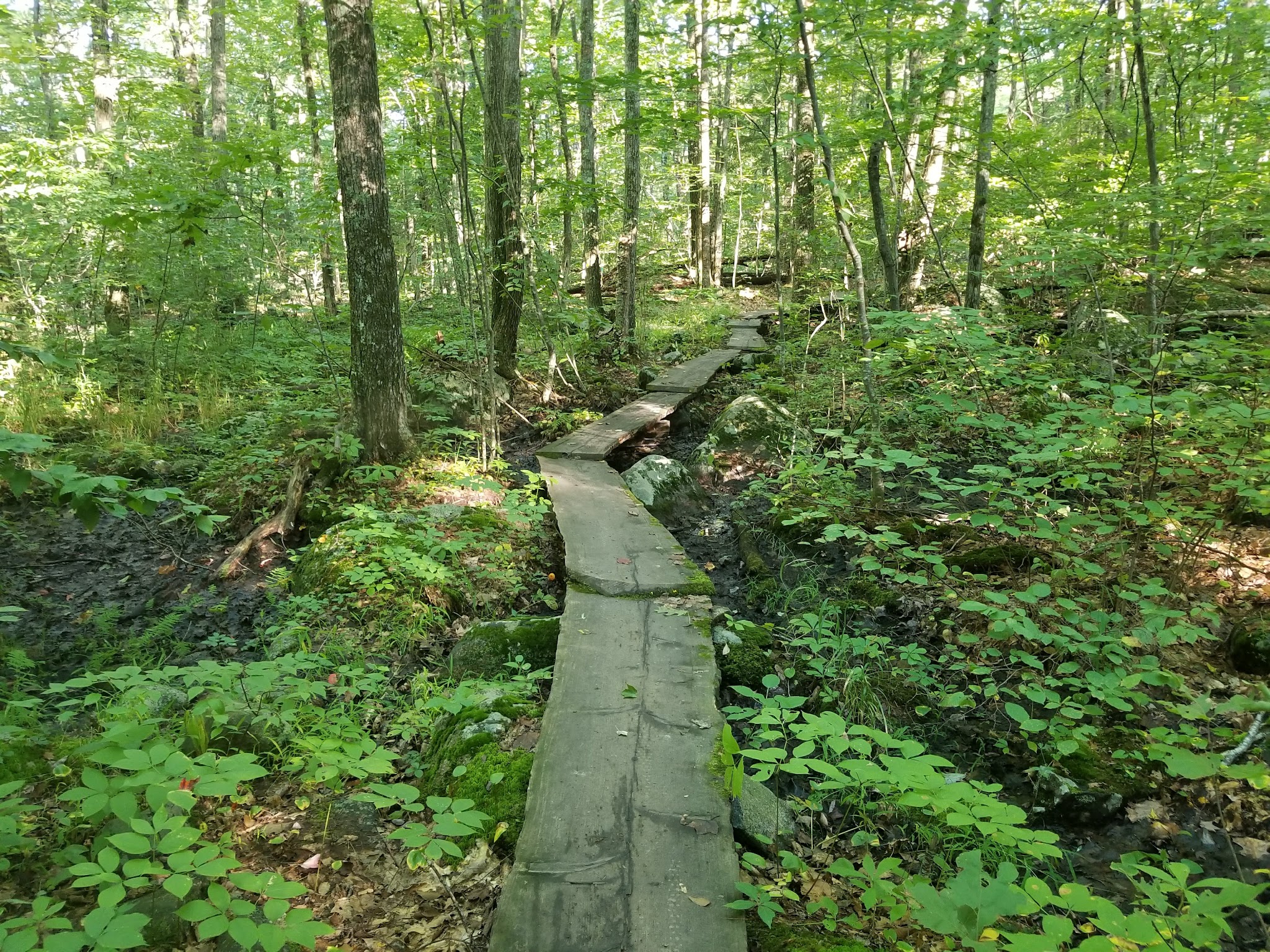 Henderson-Swasey Town Forest - Exeter, NH