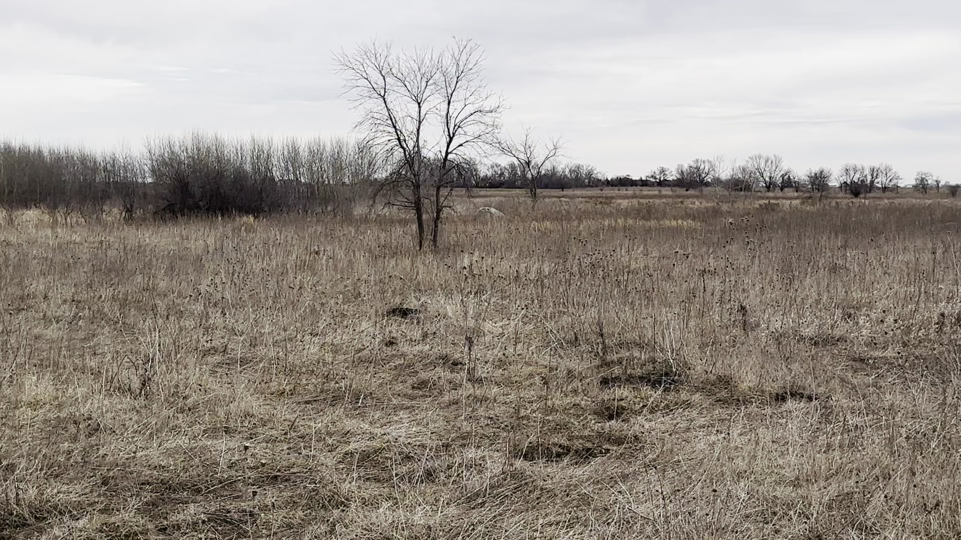 Fairbank Fen - Fairbank, IA