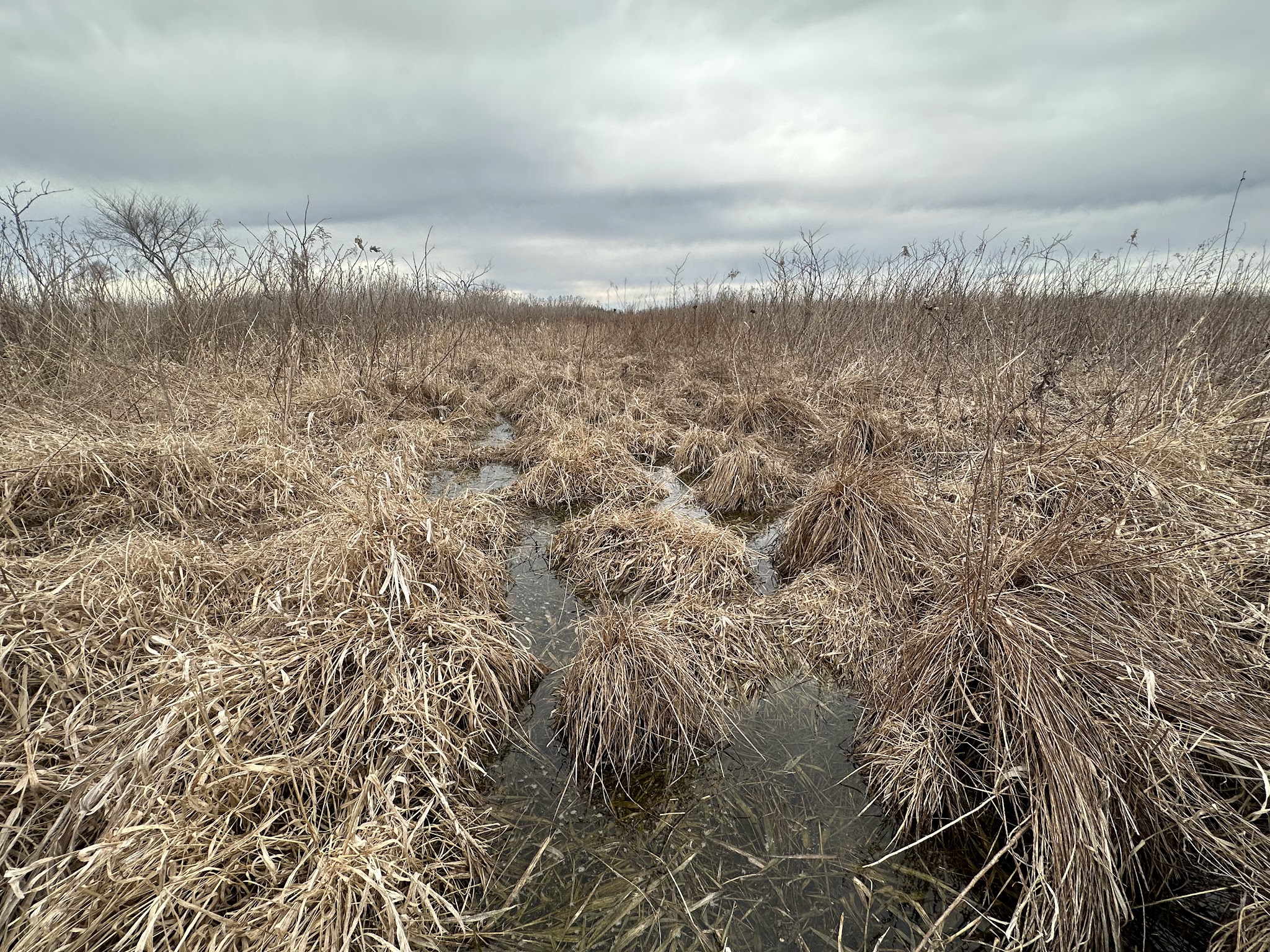 Fairbank Fen - Fairbank, IA