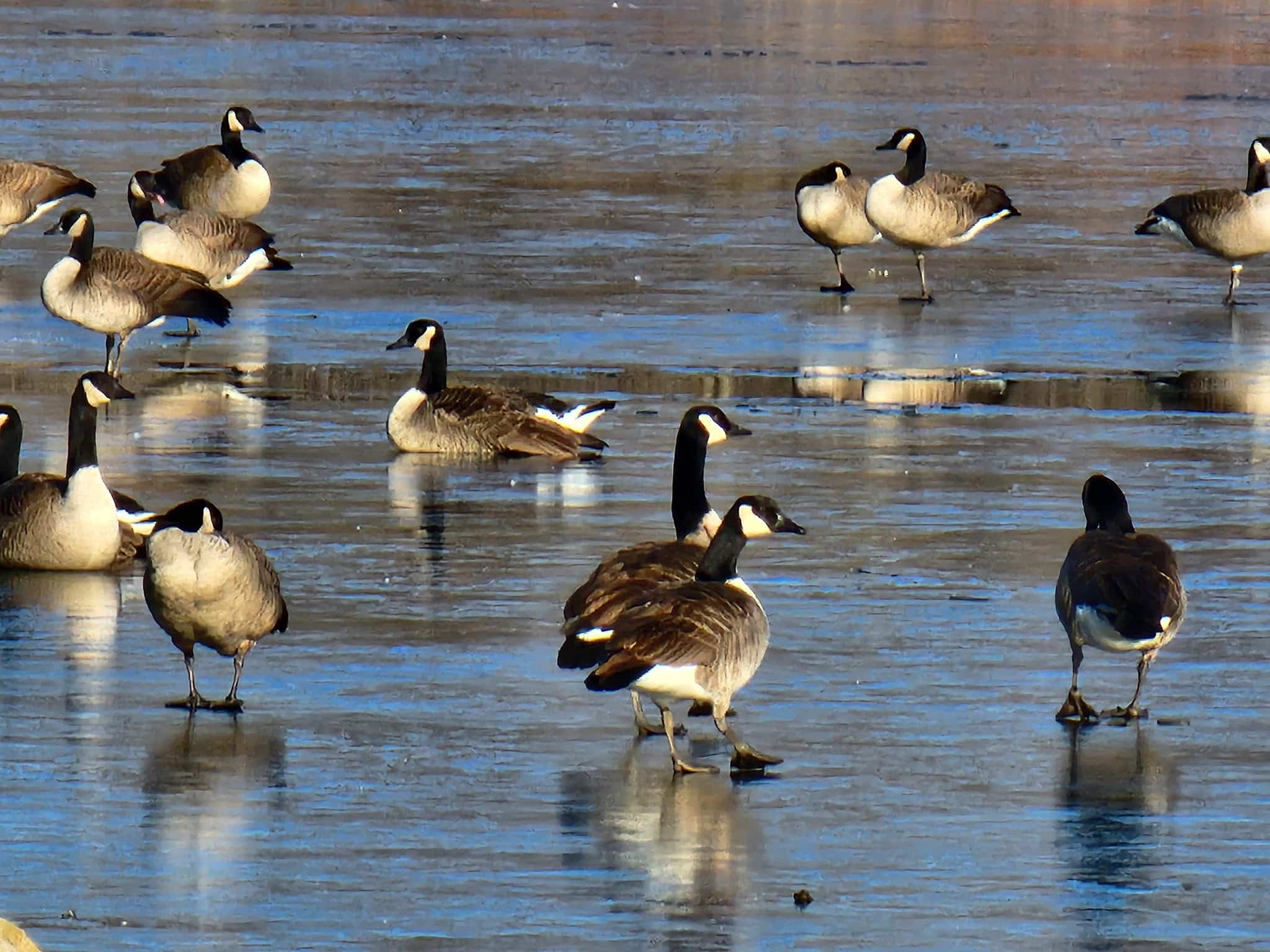 Island Park - Fairbank, IA