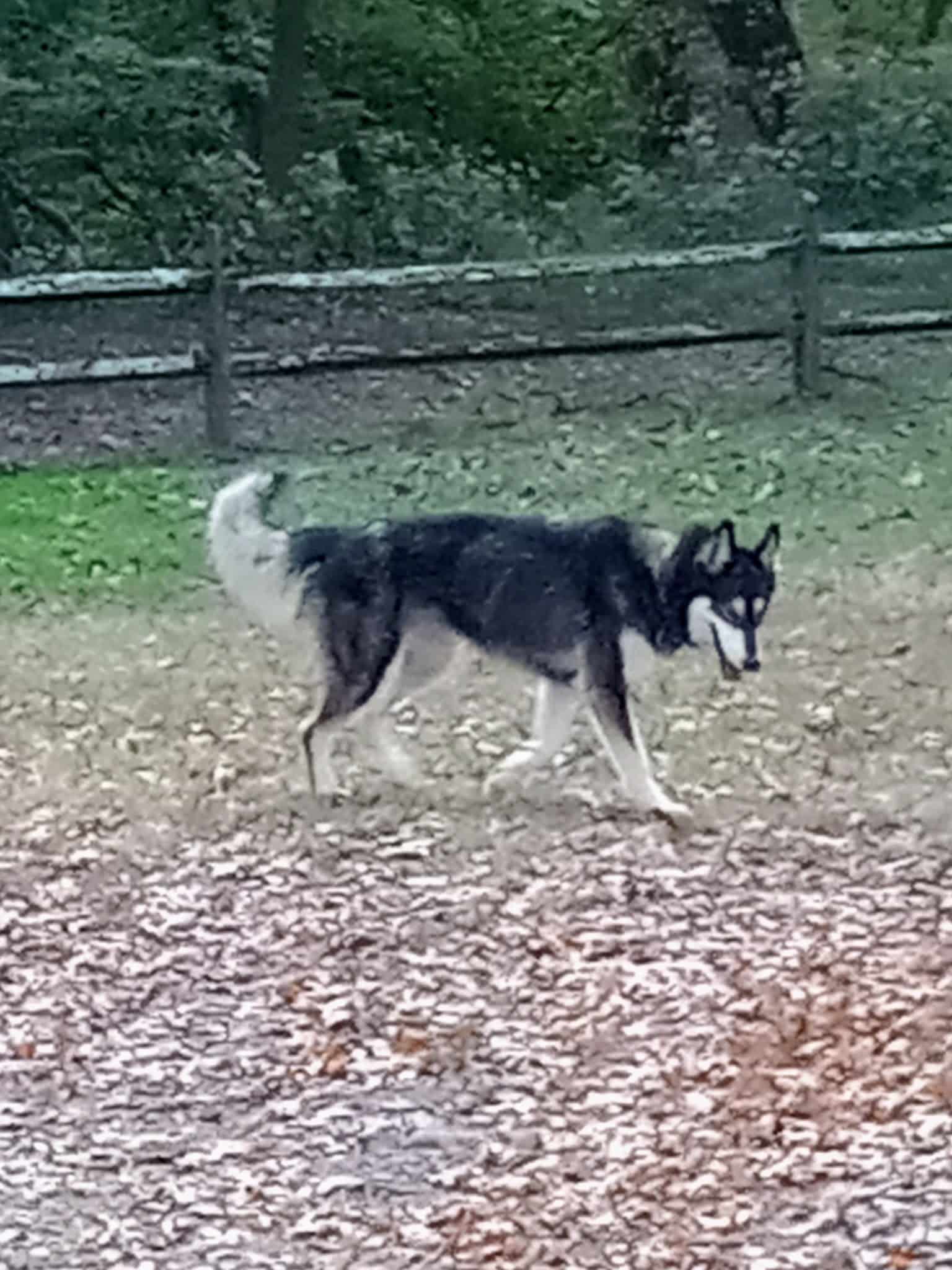 Fairhope Dog Park - Fairhope, AL