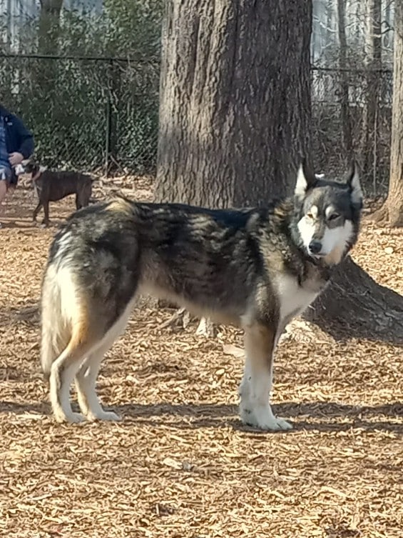 Fallbrook Dog Park - Fallbrook, CA