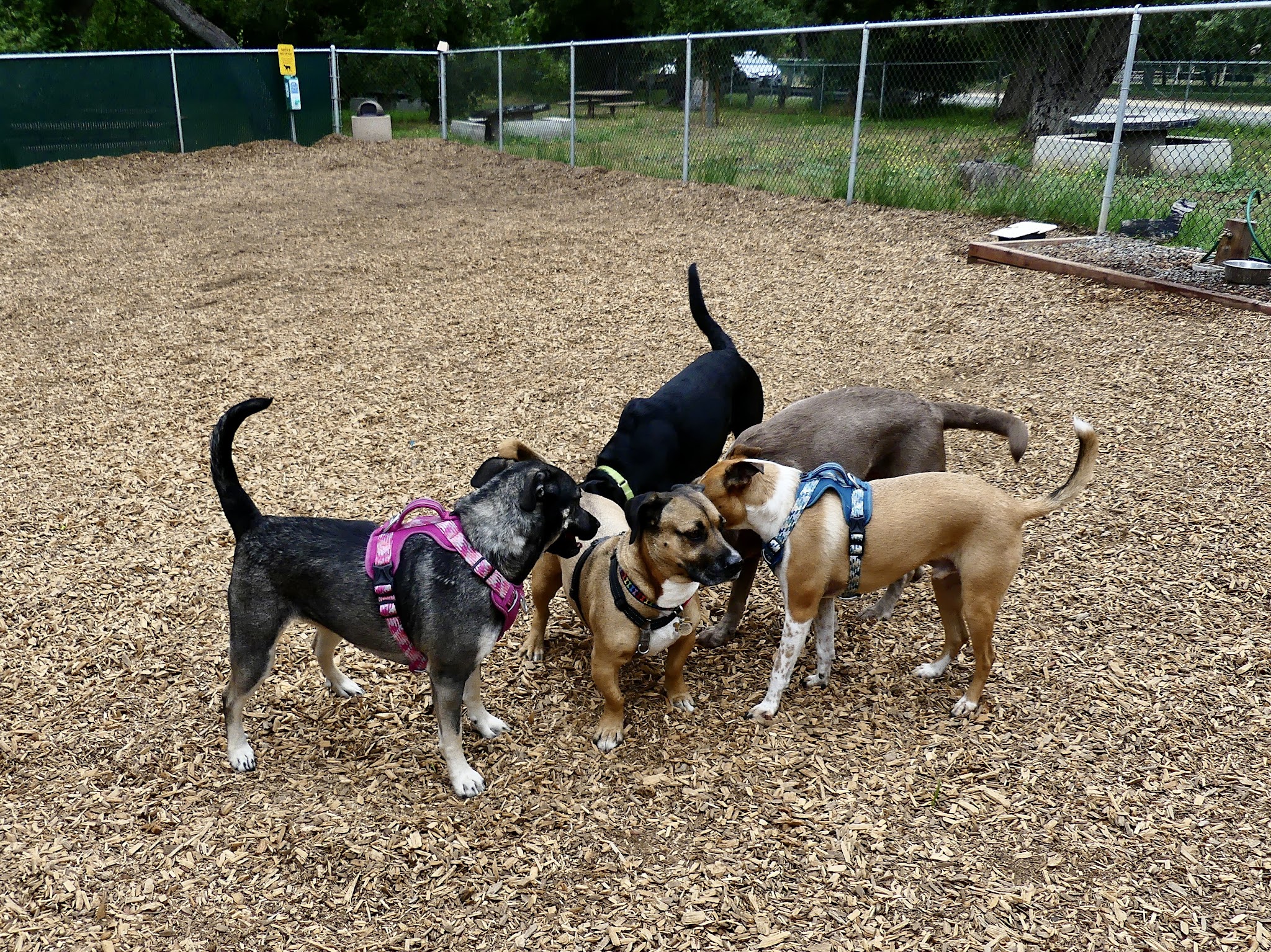 Fallbrook Dog Park - Fallbrook, CA