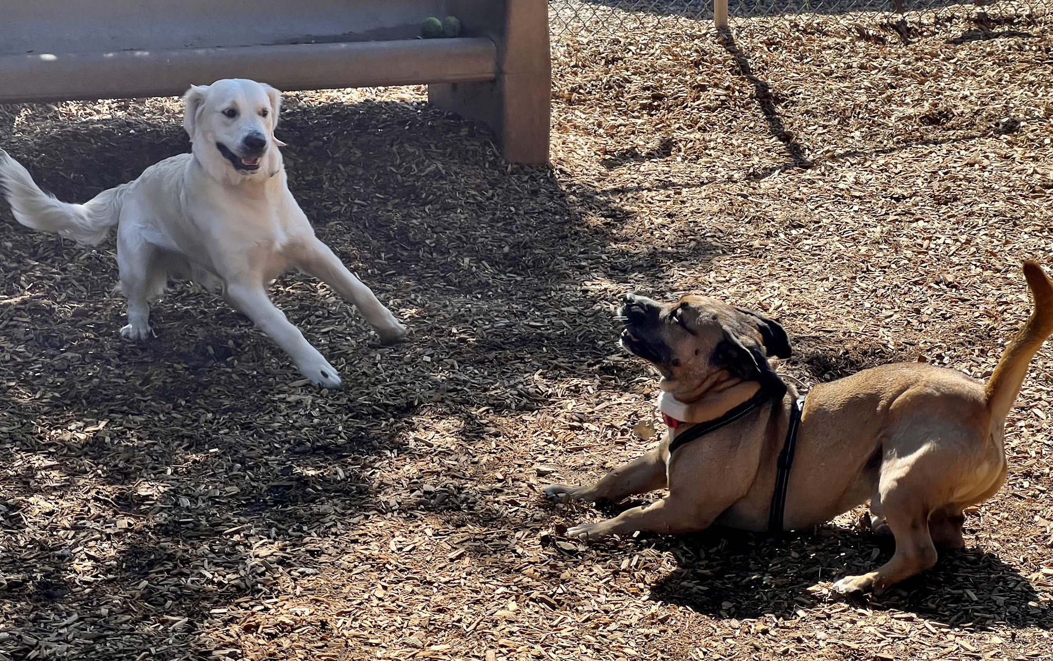 Fallbrook Dog Park - Fallbrook, CA