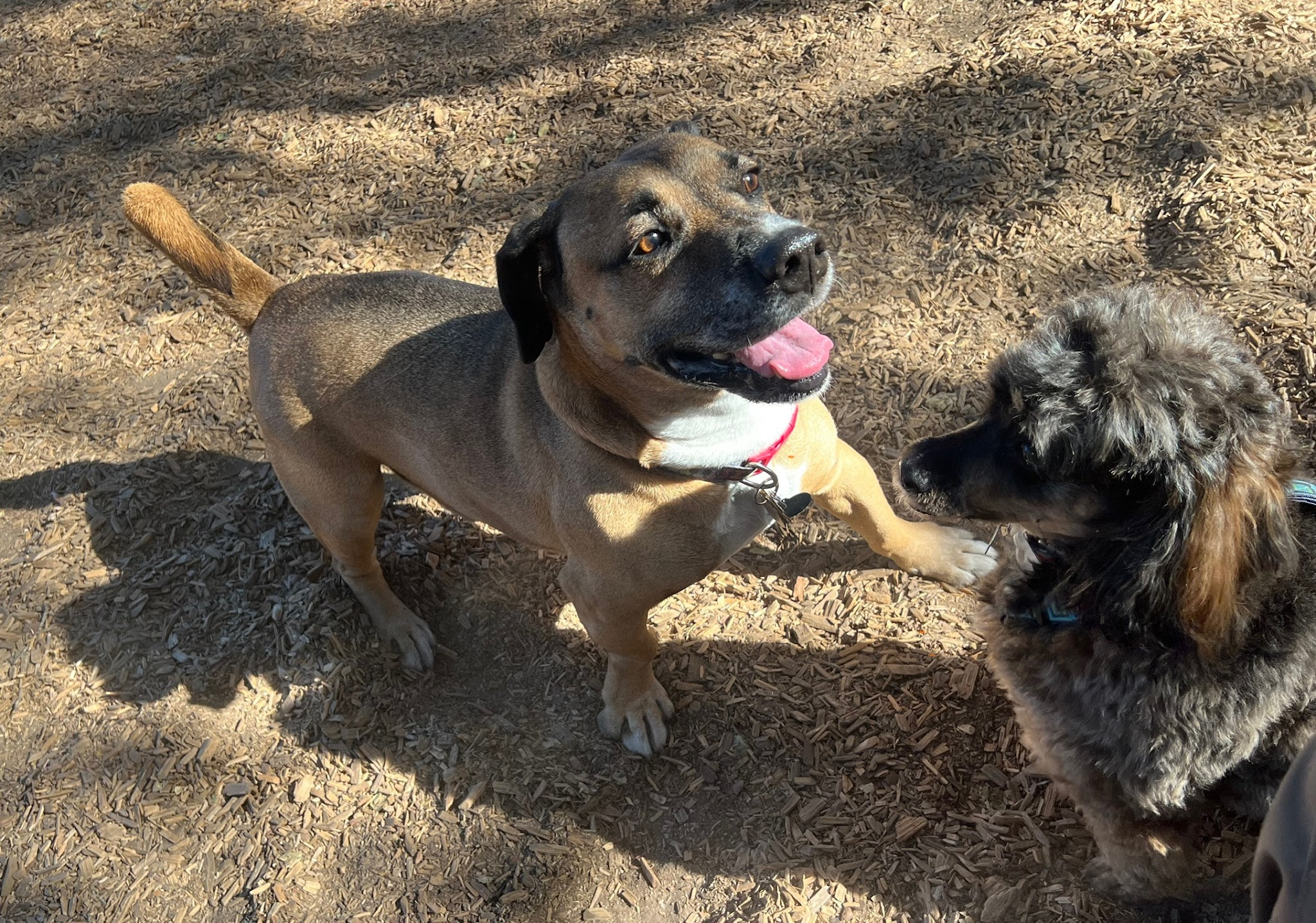 Fallbrook Dog Park - Fallbrook, CA