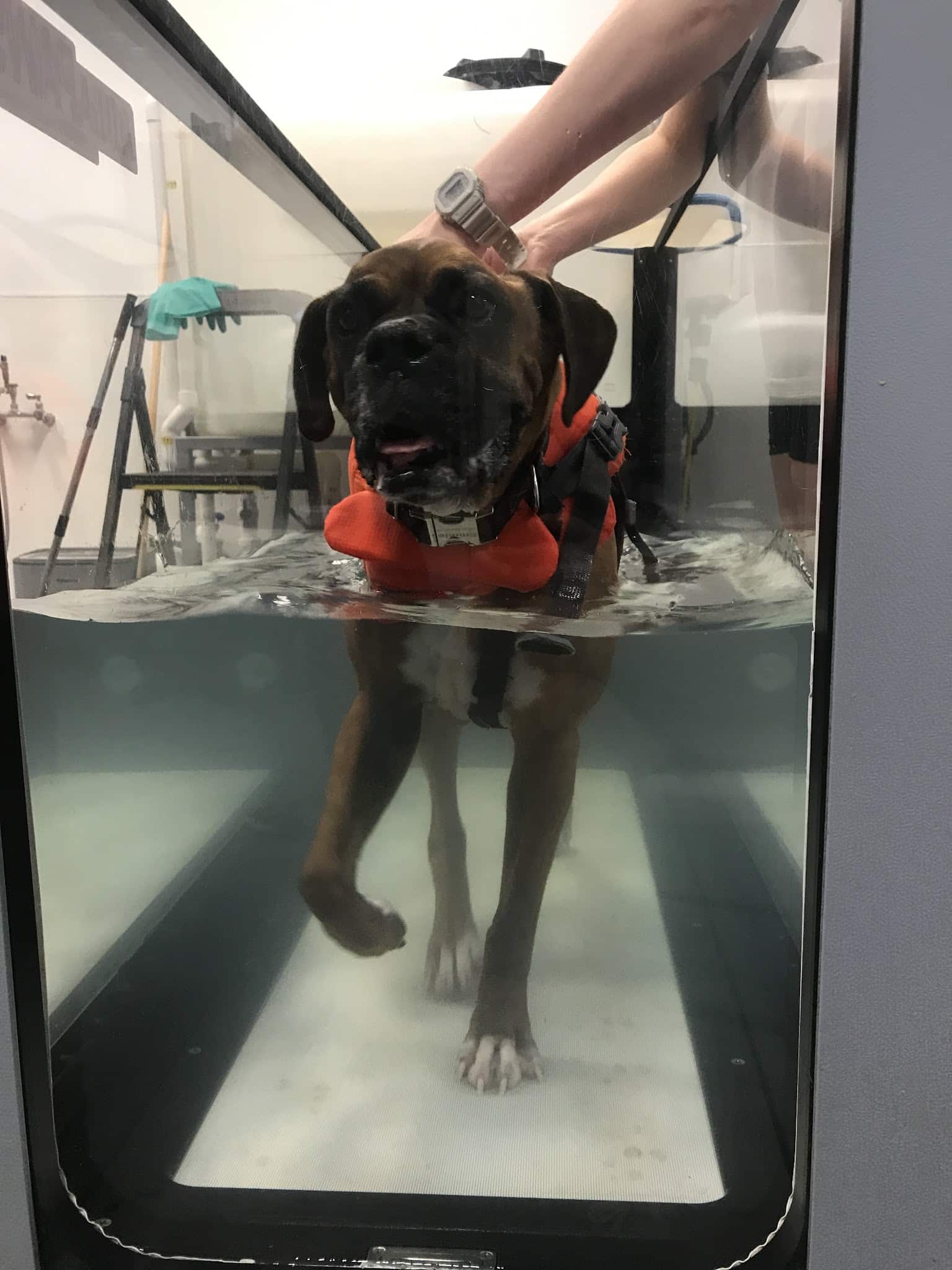 Aquatic Paws - Falls Church, VA