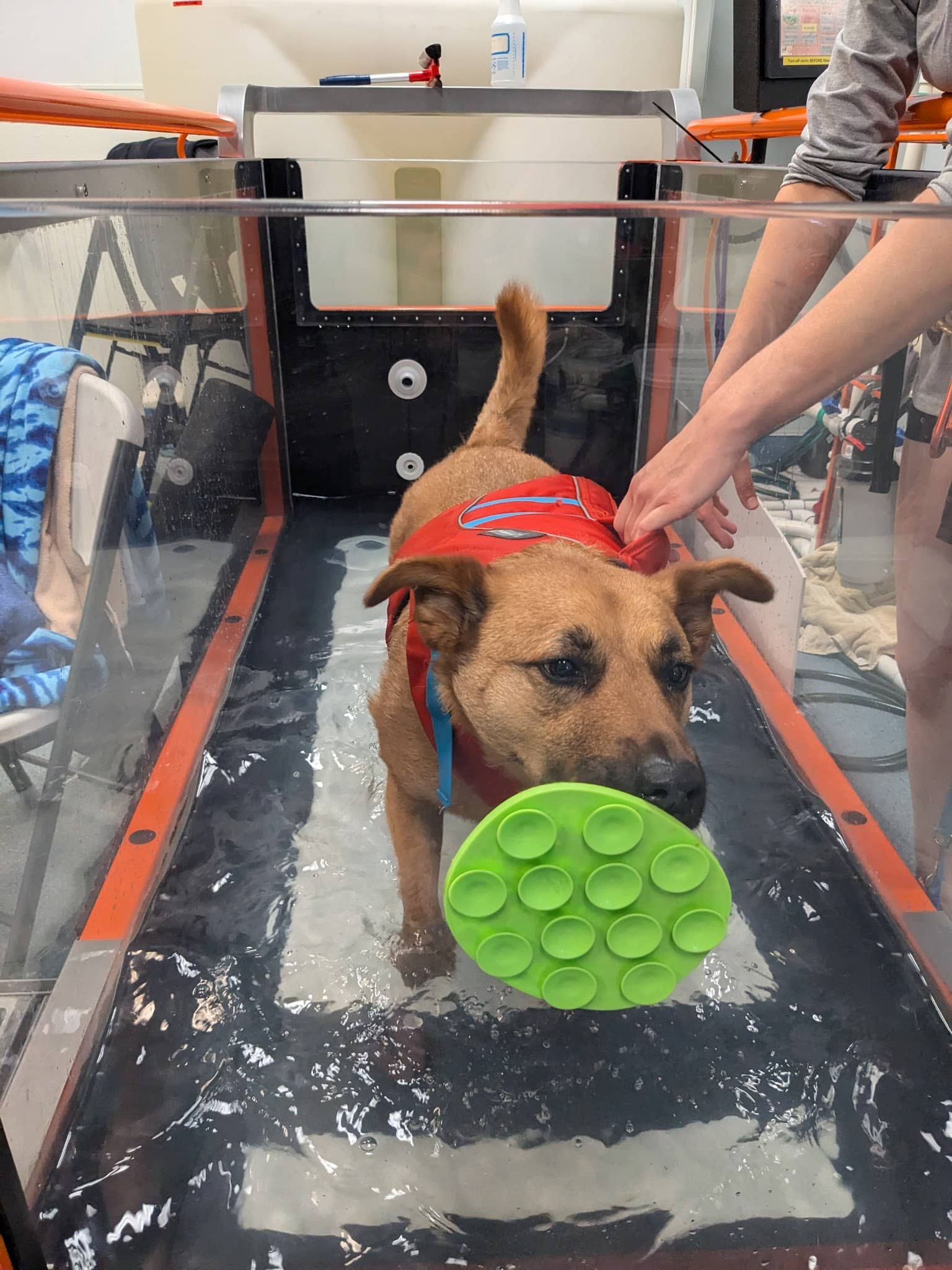 Aquatic Paws - Falls Church, VA