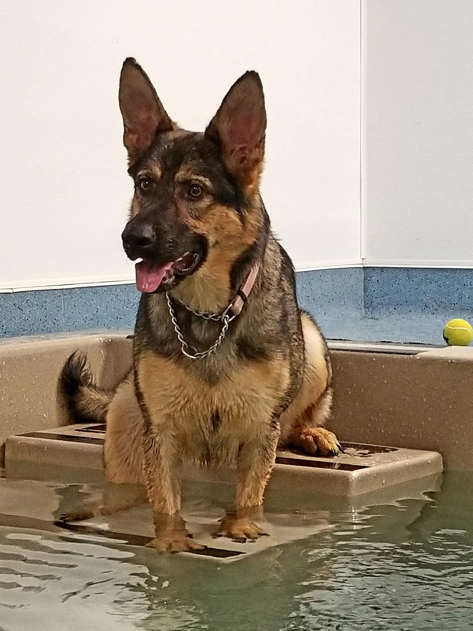 Aquatic Paws - Falls Church, VA