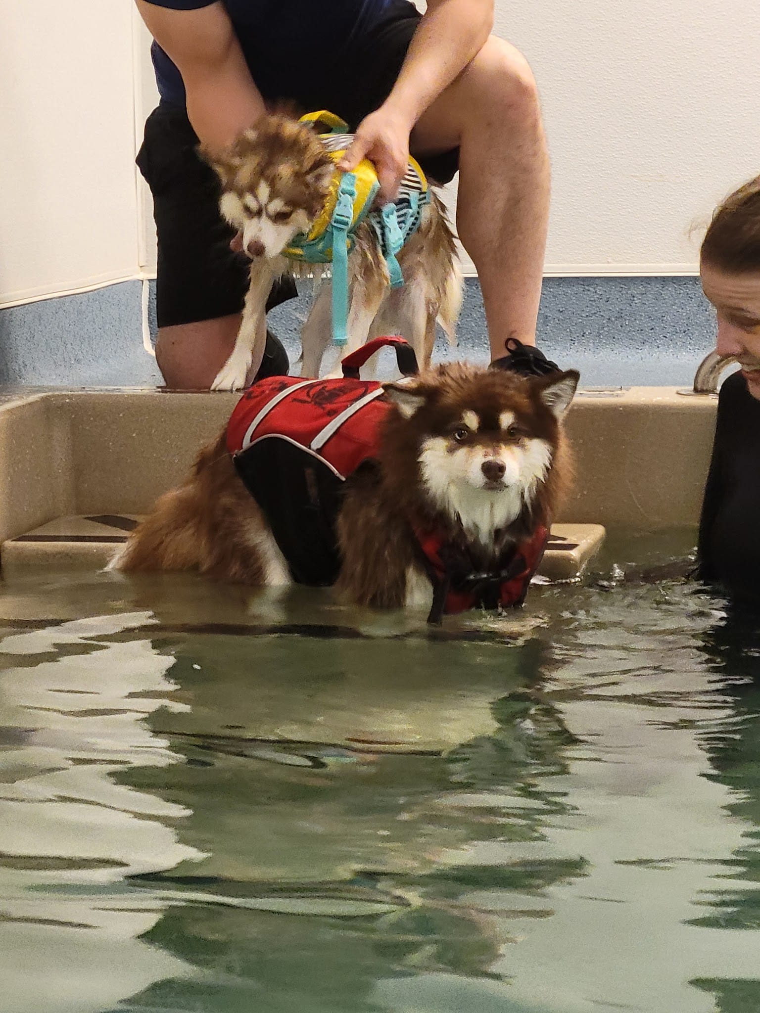 Aquatic Paws - Falls Church, VA