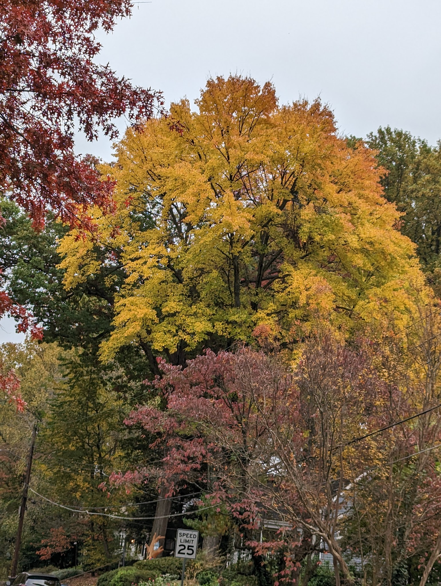 John Mastenbrook-Greenway Downs Park - Falls Church, VA