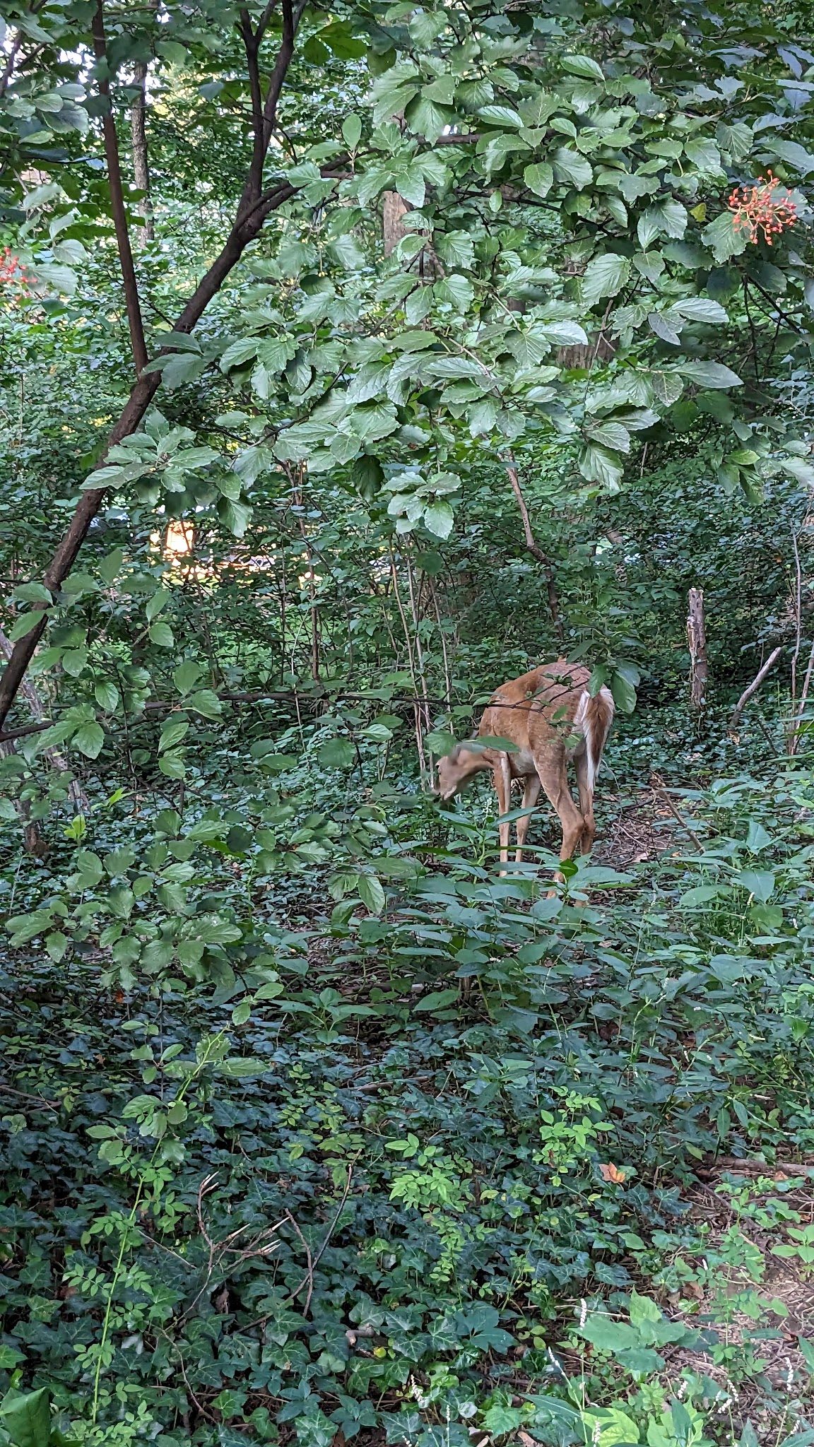 John Mastenbrook-Greenway Downs Park - Falls Church, VA