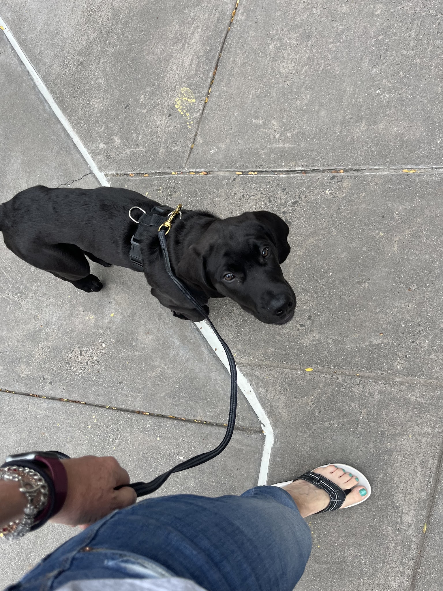 Unleashed Abilities: Coaching People, Training Dogs - Falls Church, VA