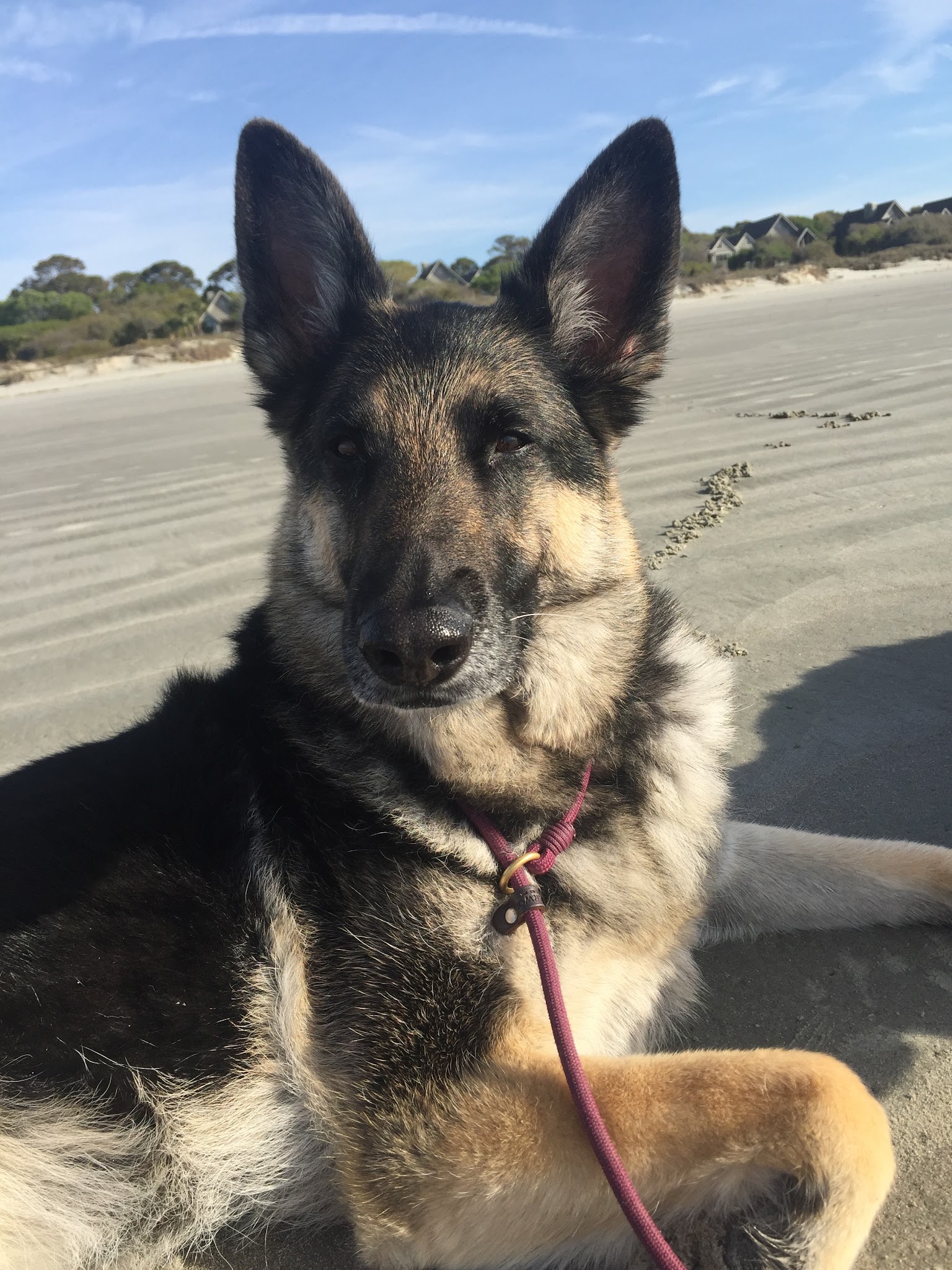 Unleashed Abilities: Coaching People, Training Dogs - Falls Church, VA