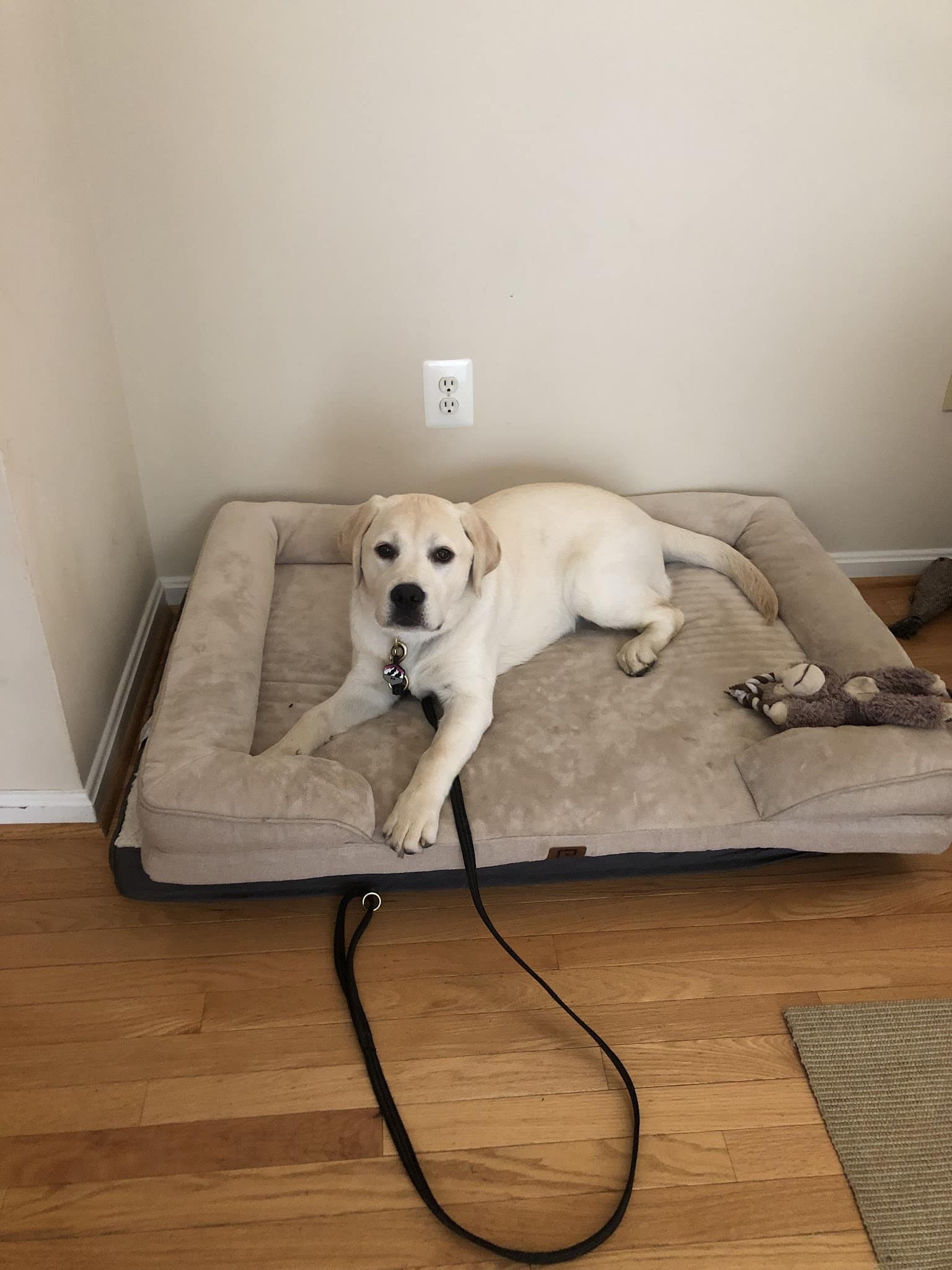 Unleashed Abilities: Coaching People, Training Dogs - Falls Church, VA