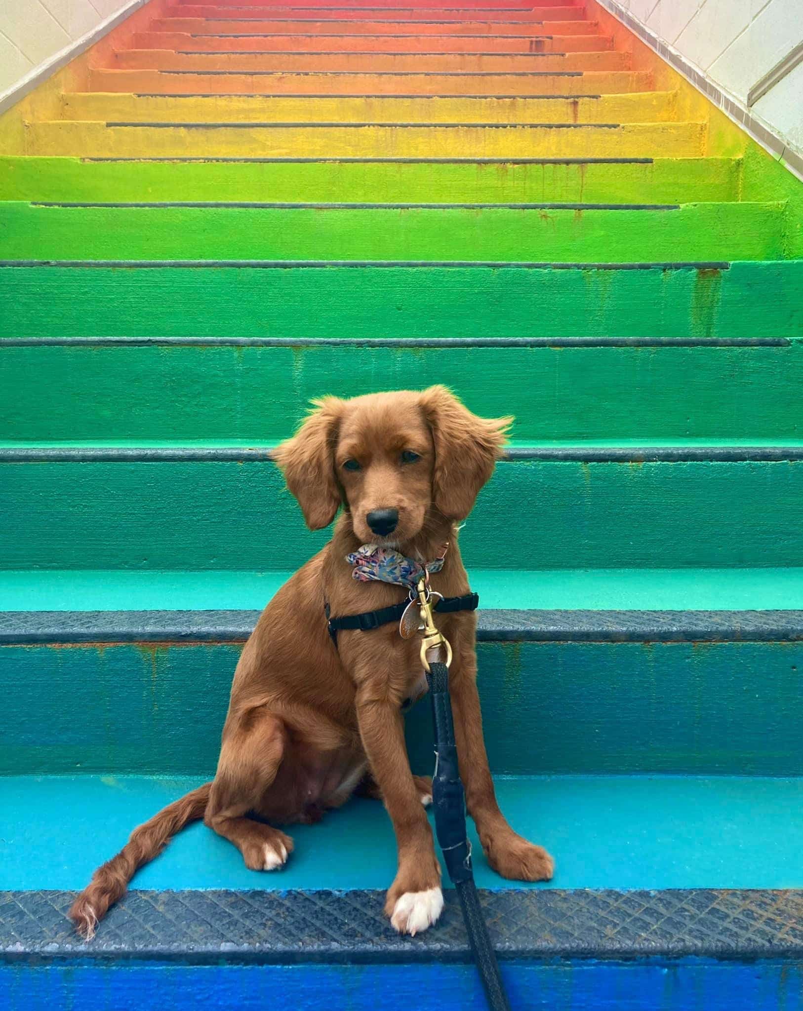 Unleashed Abilities: Coaching People, Training Dogs - Falls Church, VA