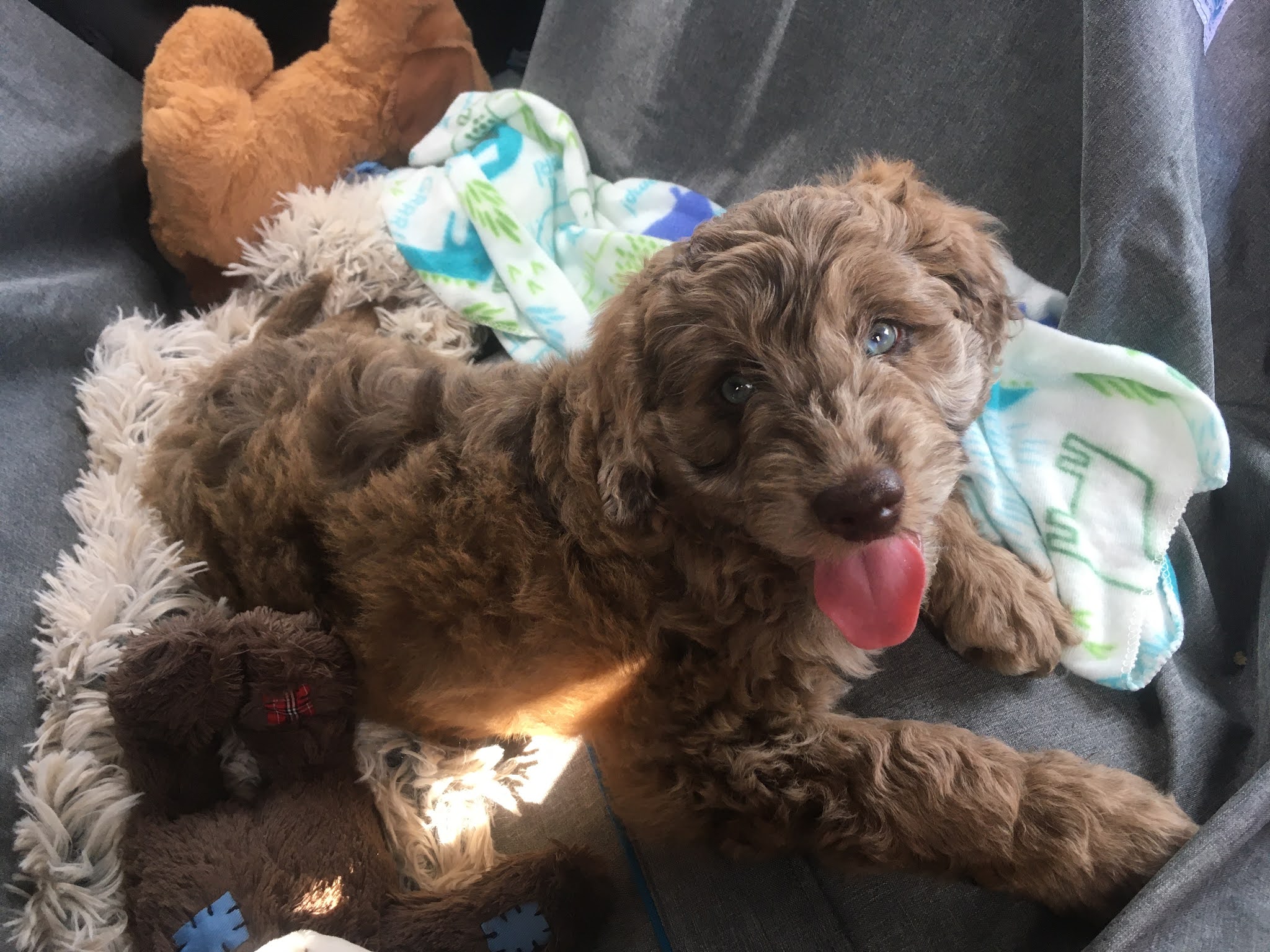 Unleashed Abilities: Coaching People, Training Dogs - Falls Church, VA