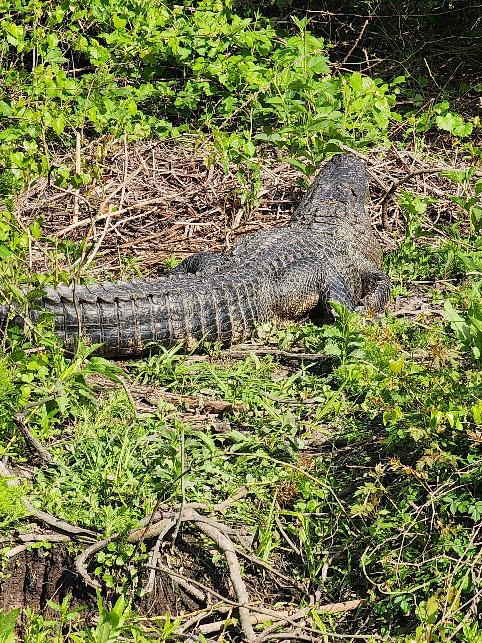 Egan's Creek Greenway Trail - Fernandina Beach, FL
