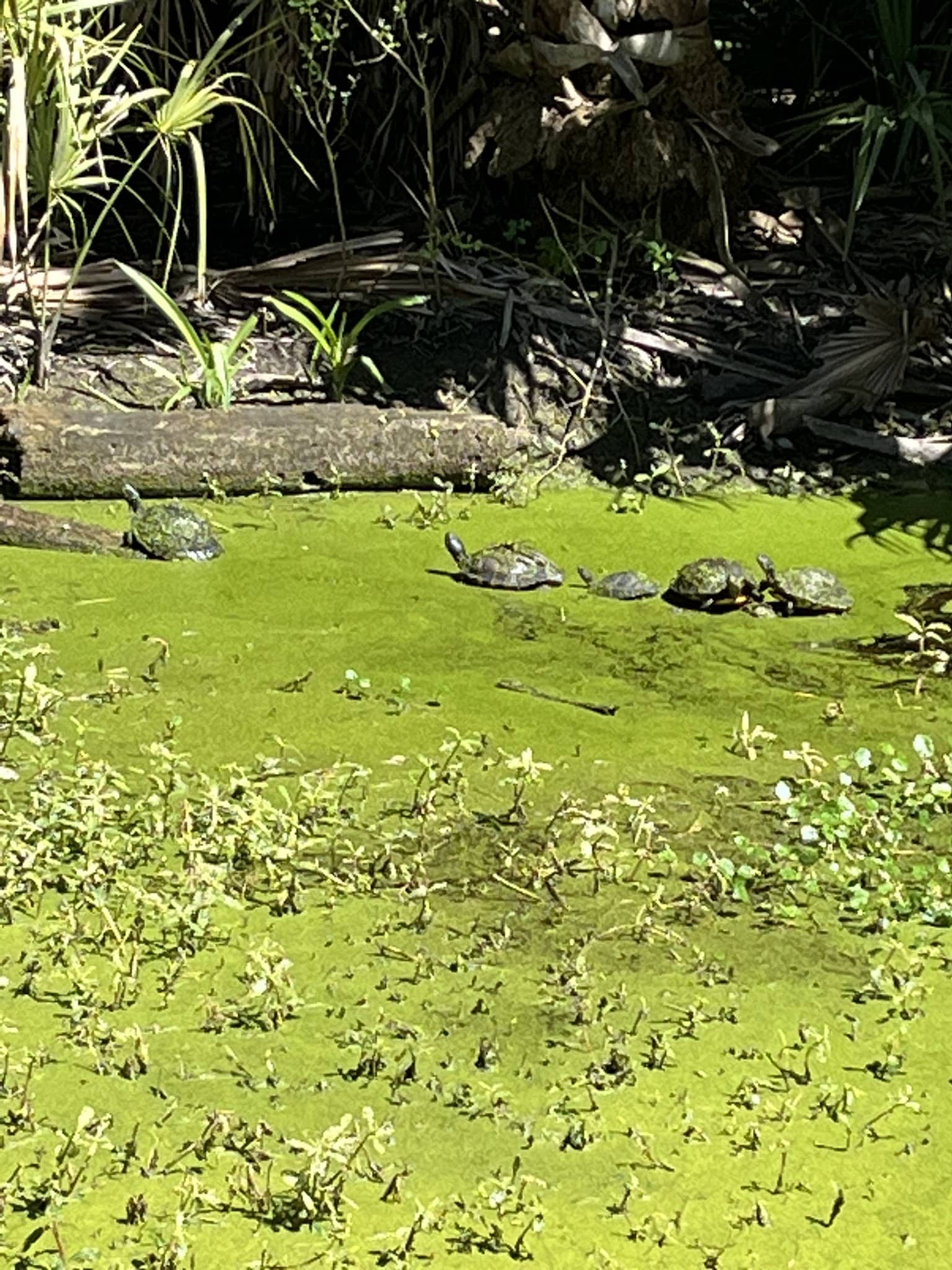 Egan's Creek Greenway Trail Parking - Fernandina Beach, FL