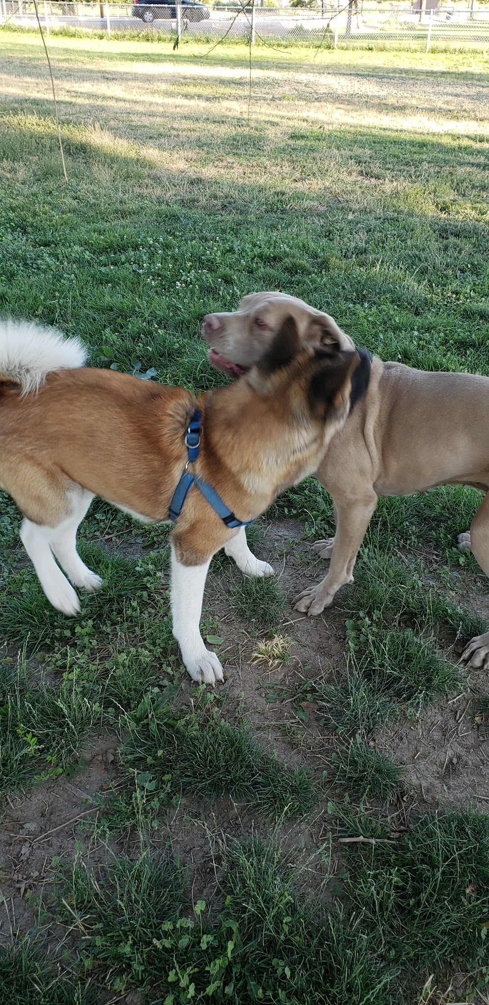 Green Valley Dog Park - Fernley, NV