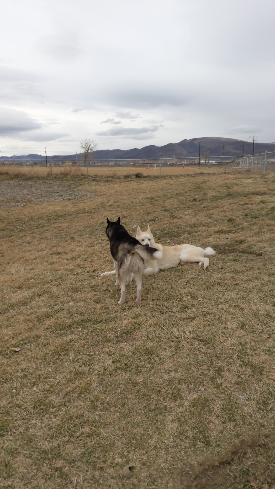 PAW-sitive Play Dog Park - Fernley, NV