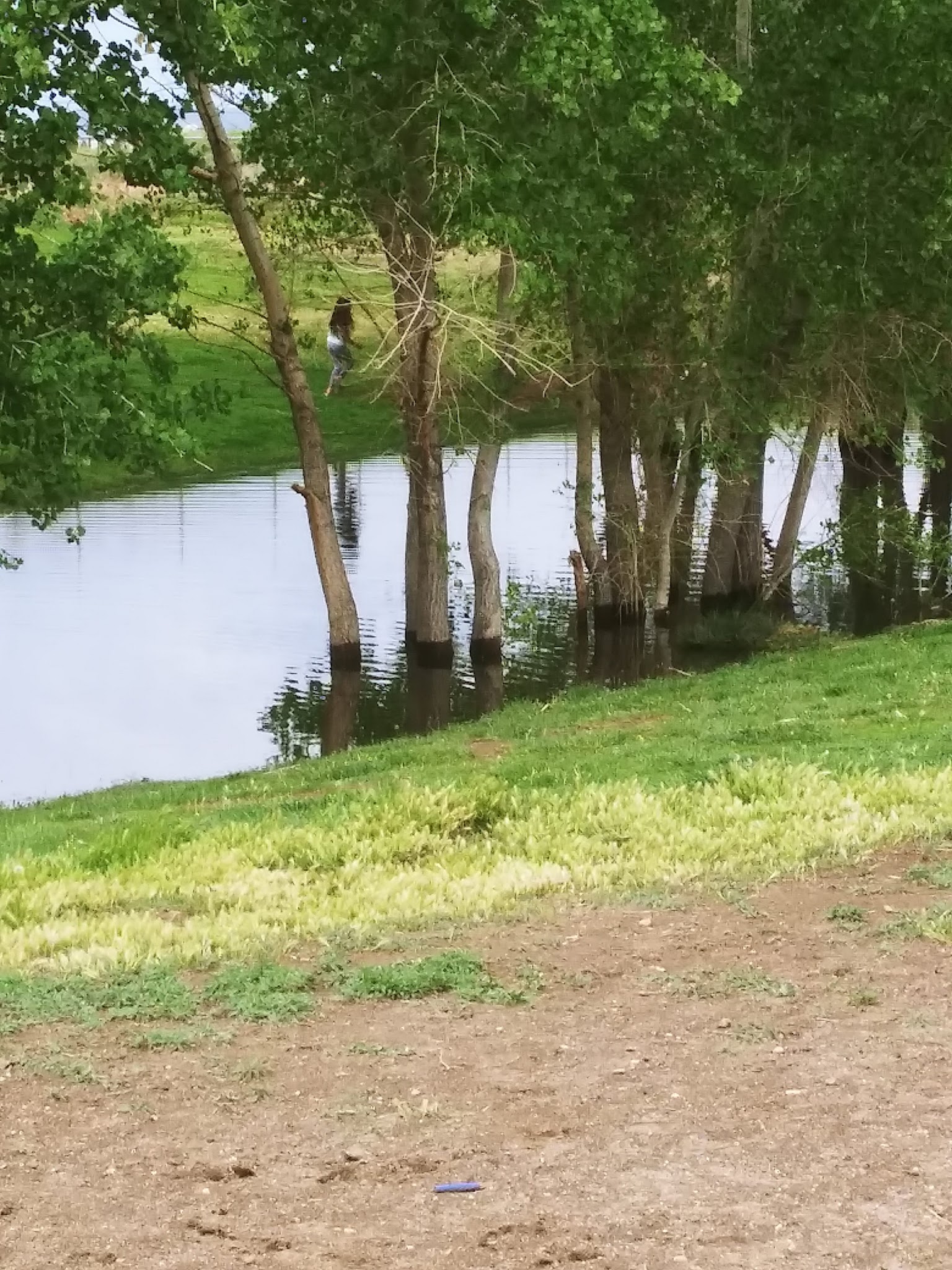 PAW-sitive Play Dog Park - Fernley, NV