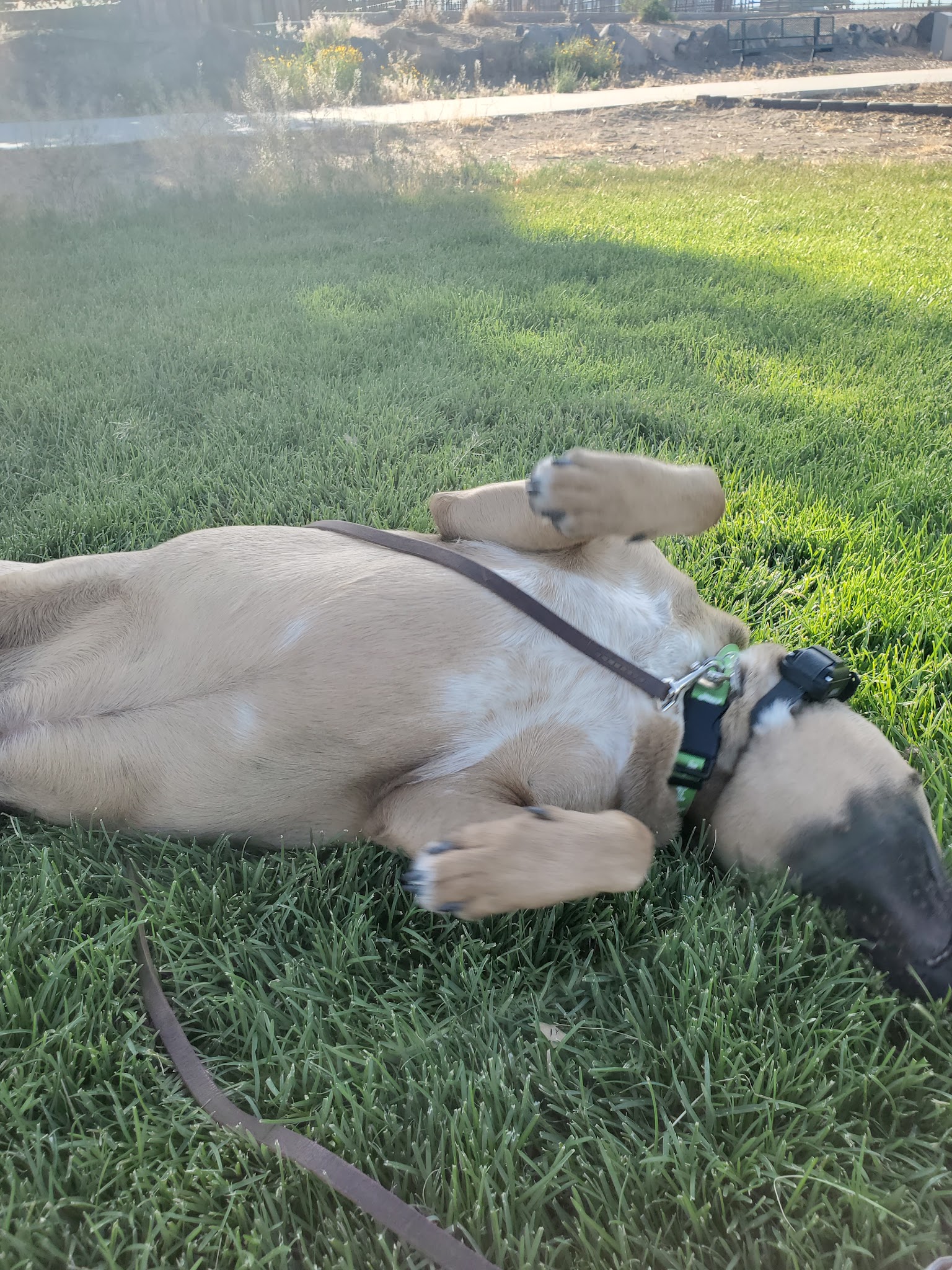 PAW-sitive Play Dog Park - Fernley, NV